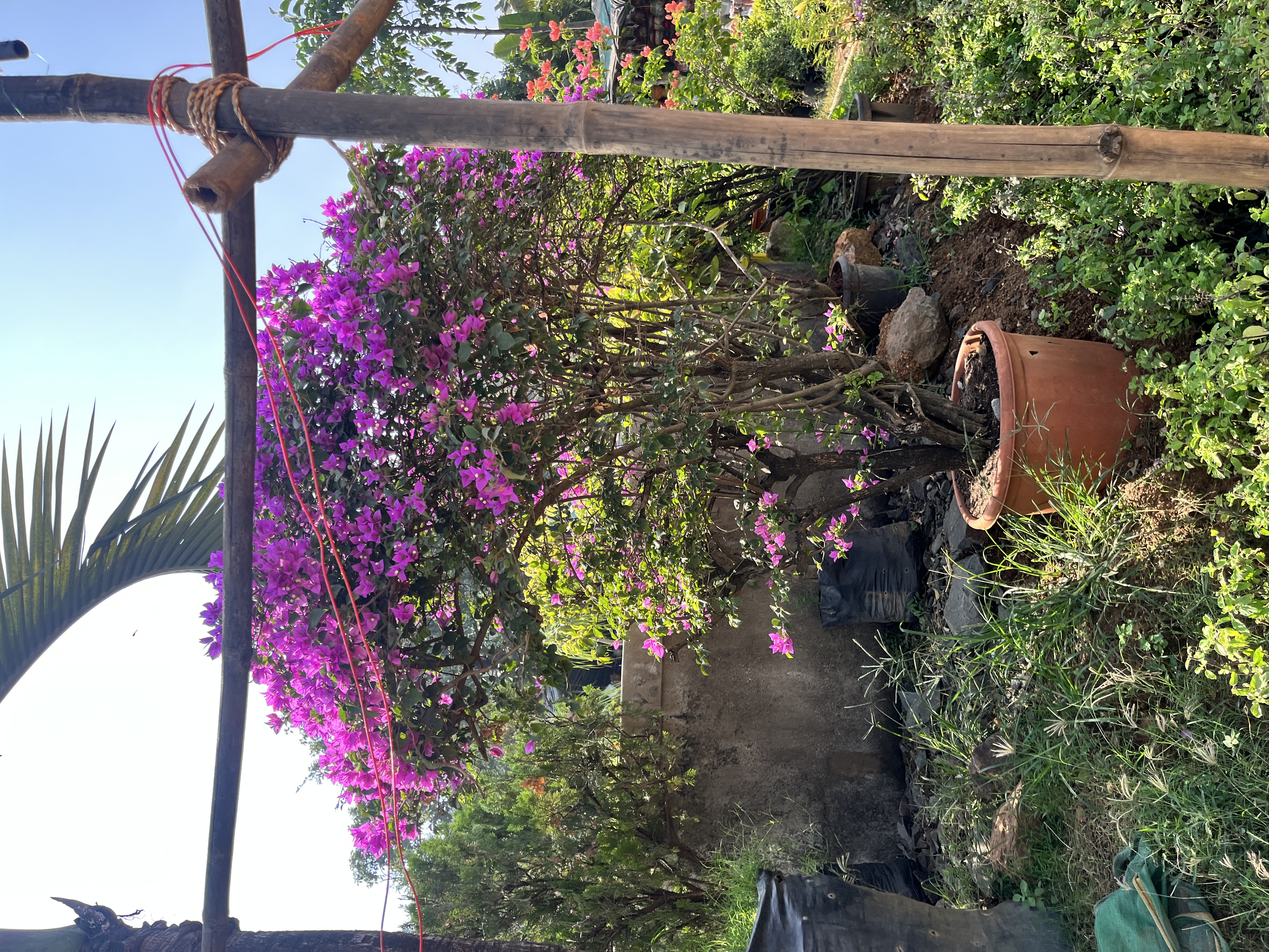 Bougainvillea Plant in Large Pot - Rental