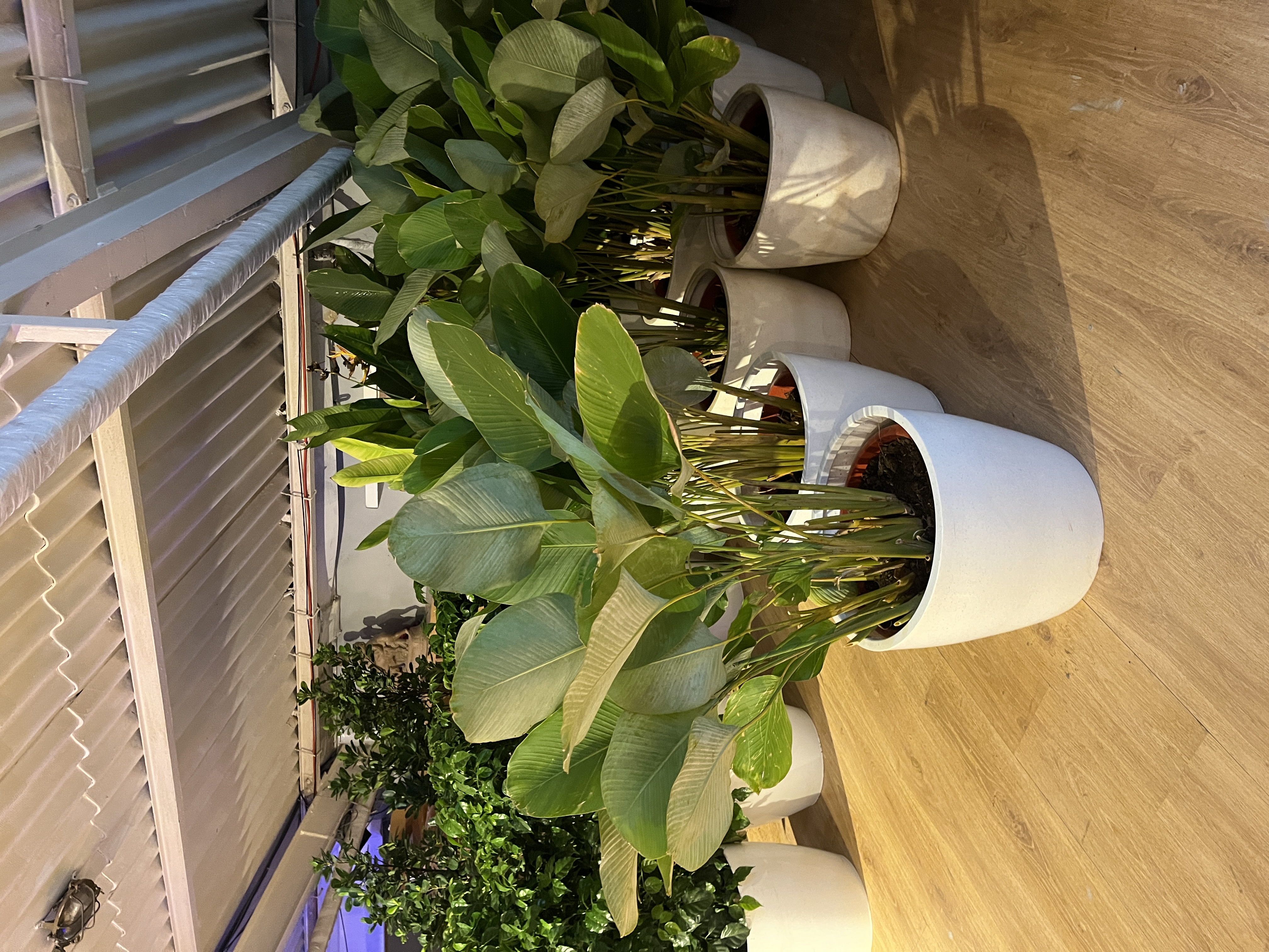 Large Indoor Potted Plant - Rental 