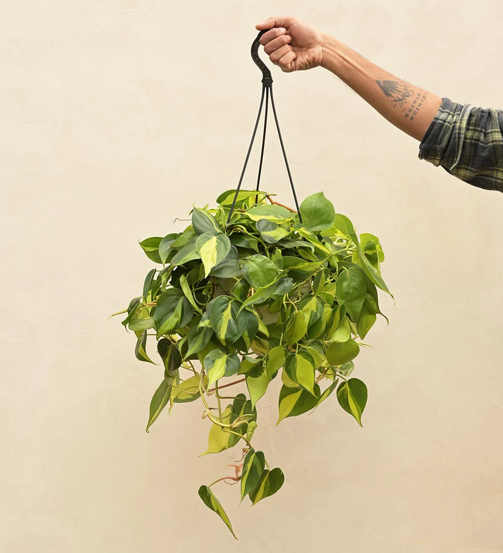 Philodendron Hanging Plant - Rental