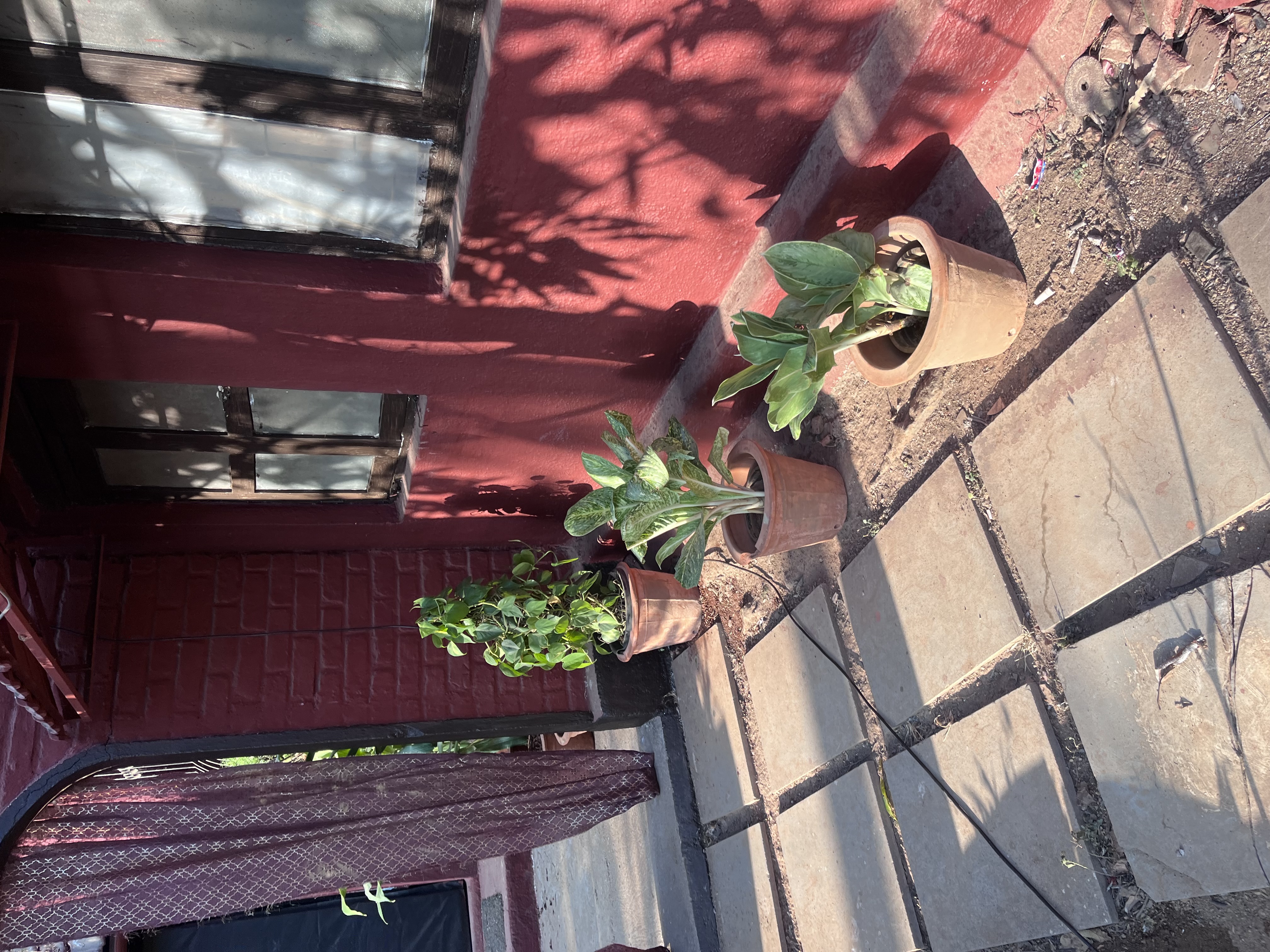 Terracota Plant - Rental