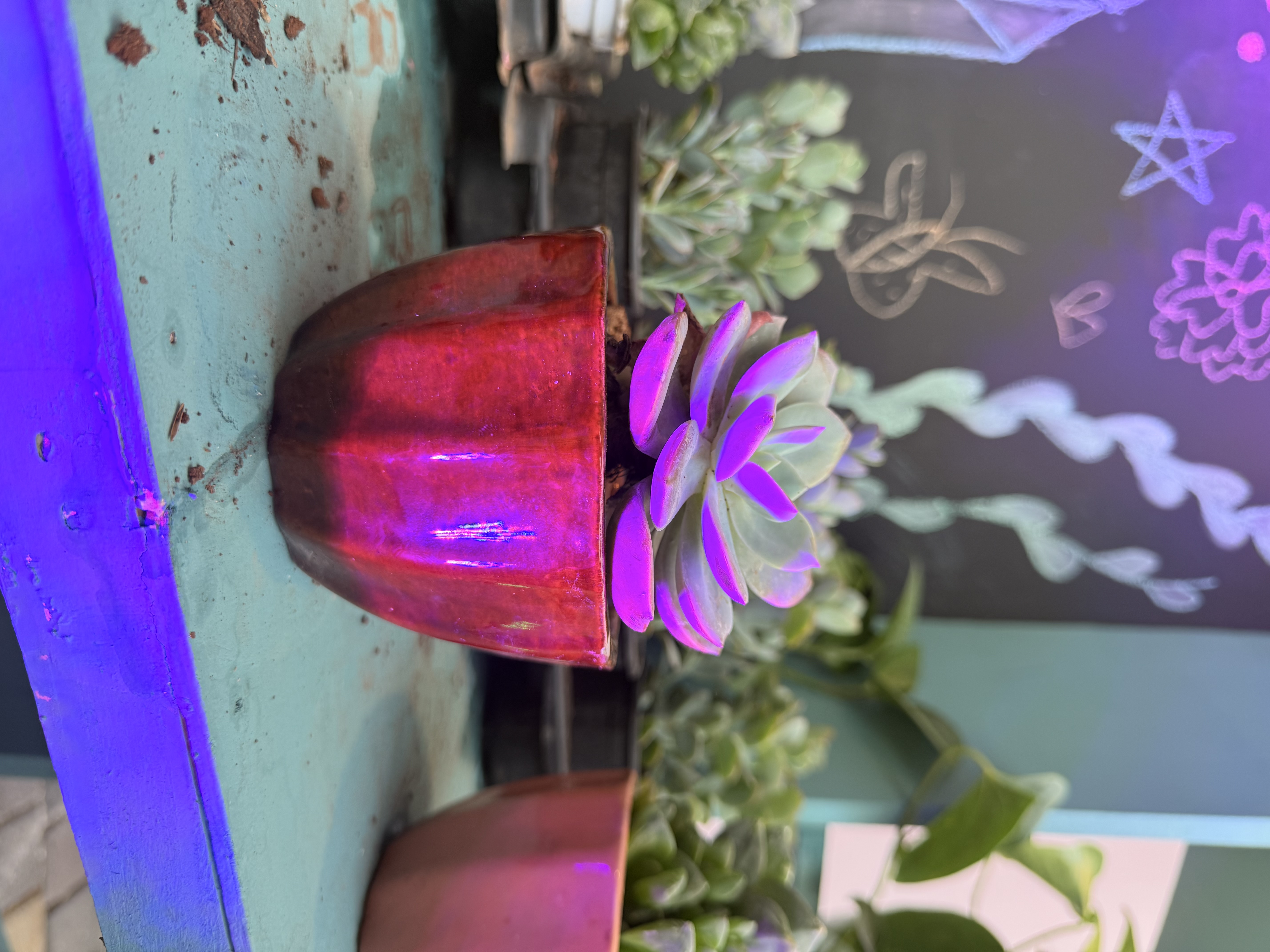 Succulent Plant in Red Ceramic Pot - Rental 