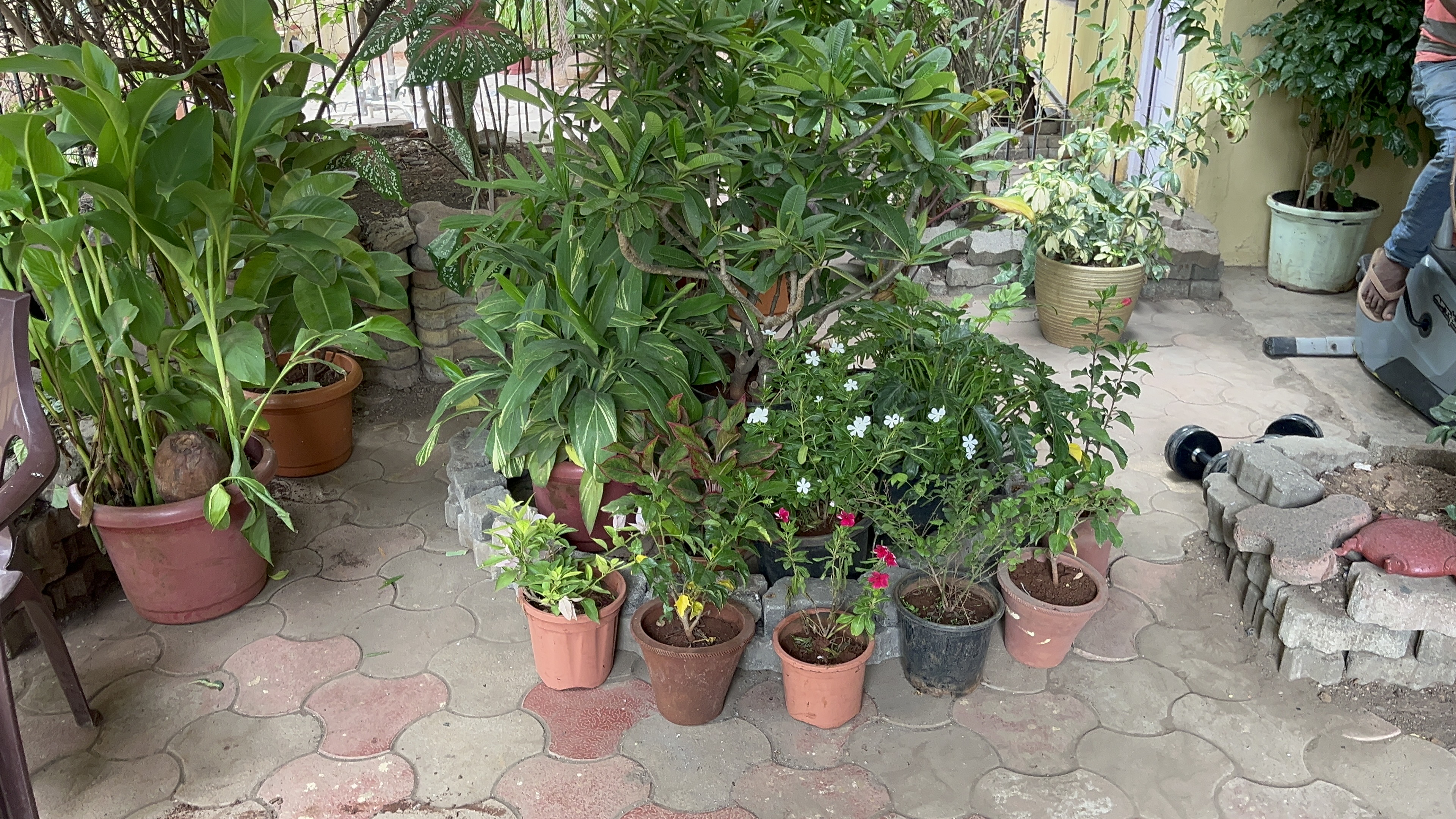 Outdoor Potted Plant Collection - Rental