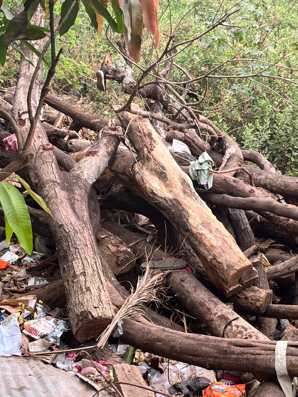 Natural Hardwood Logs - Rental 