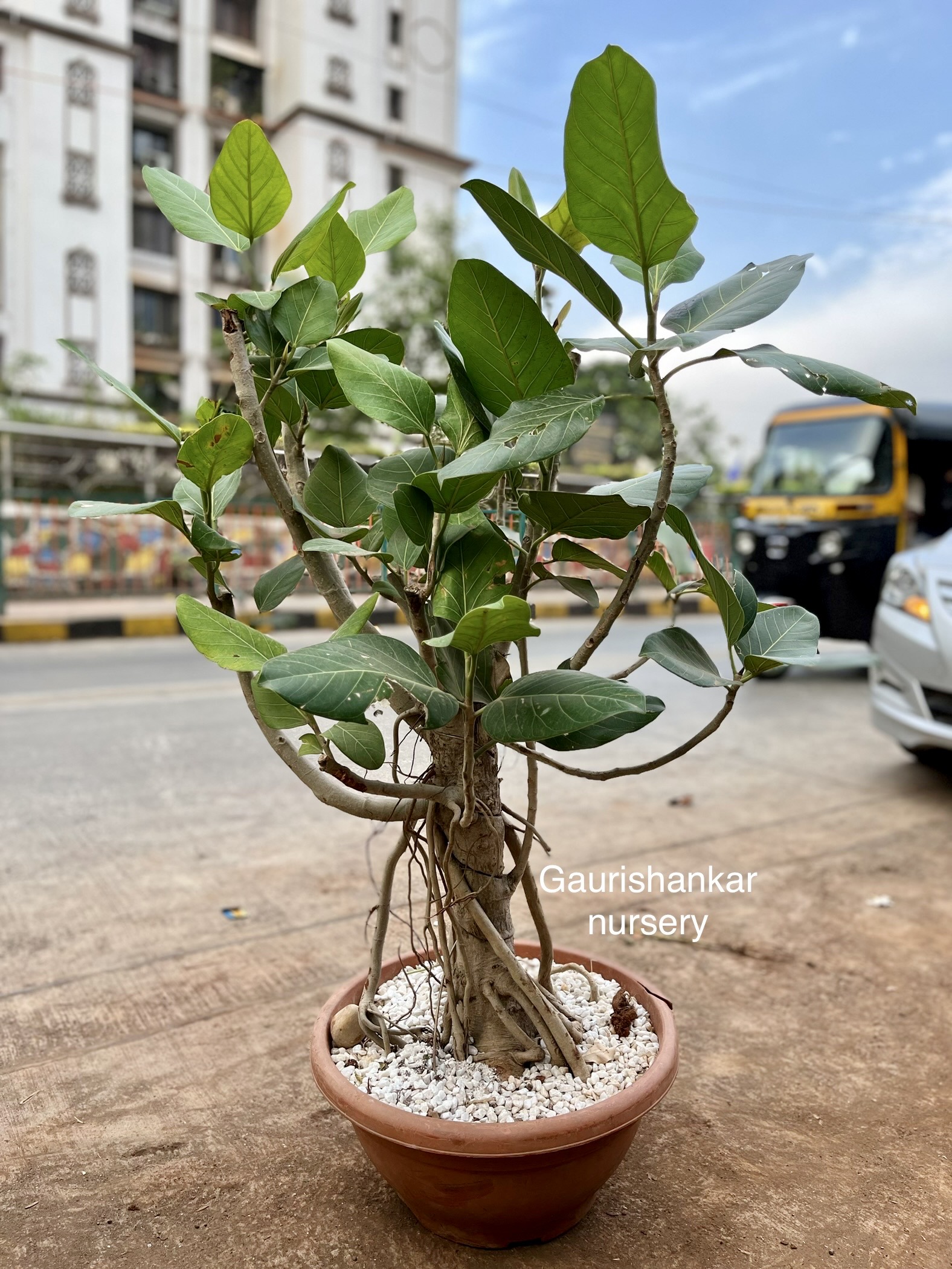 Word Bonsai Plant - Rental