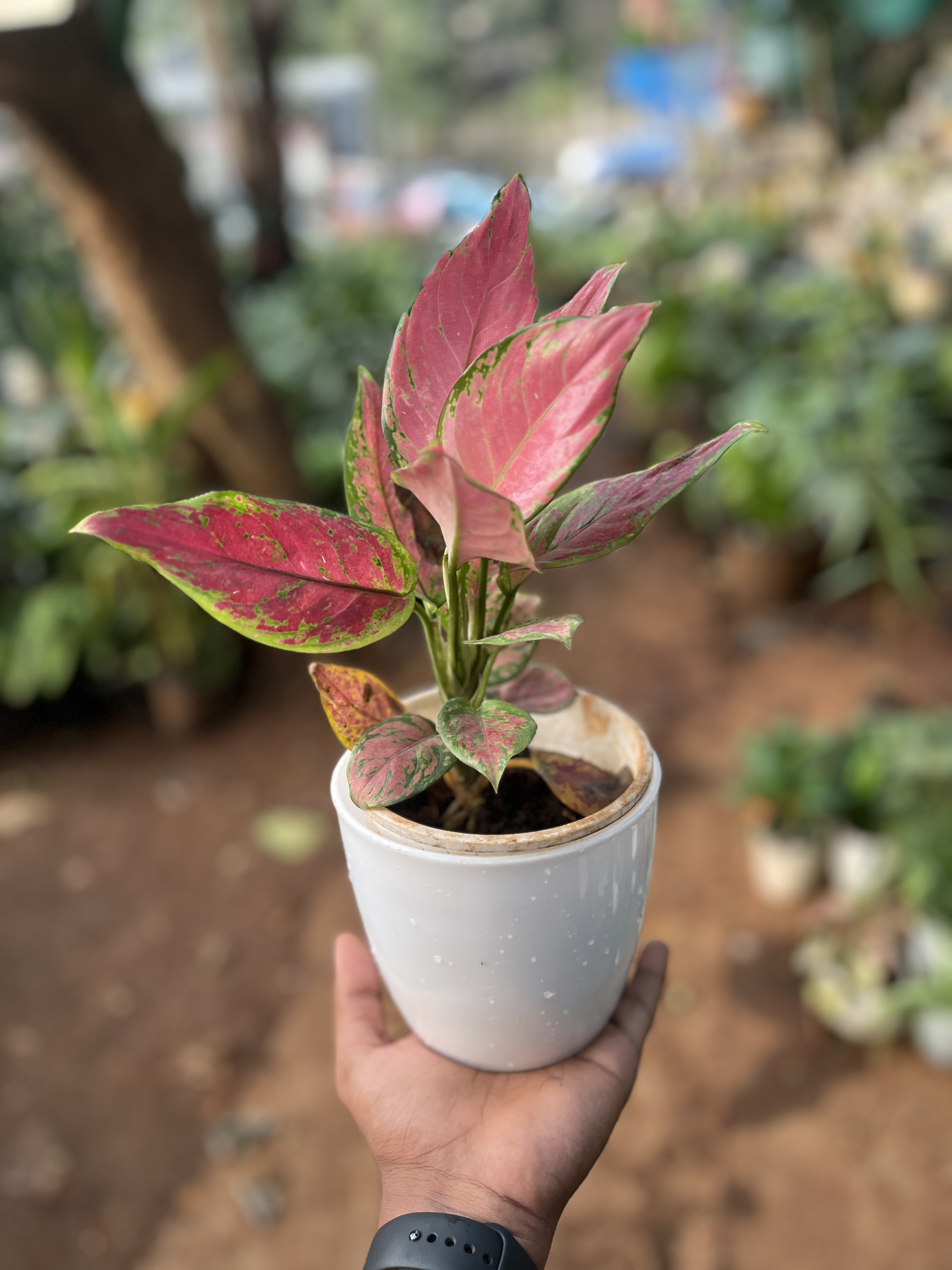 Aglaonema Red Plant in White Pot - Rental