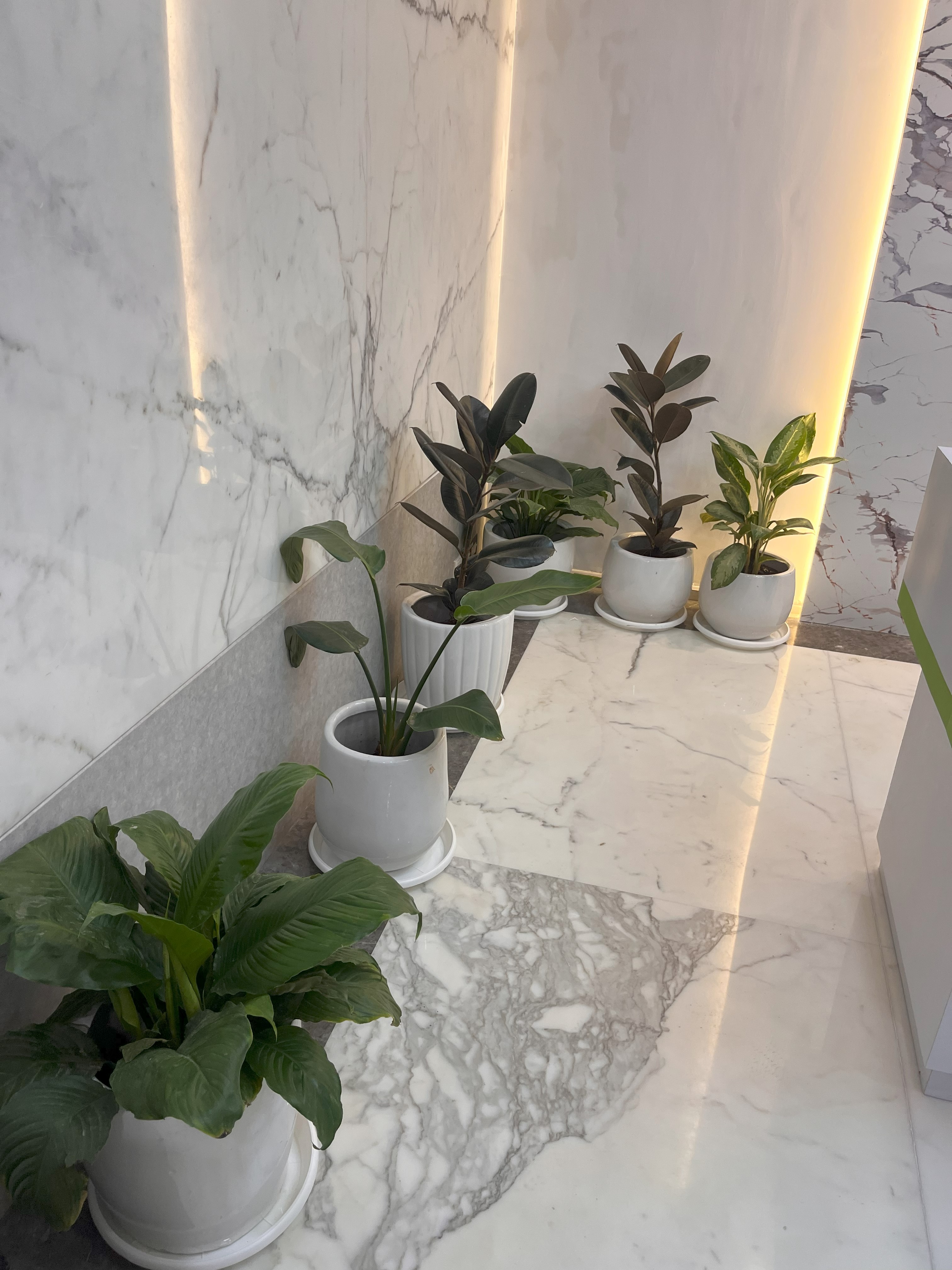 Indoor Decorative Plants in White Ceramic Pots  -  Rental 