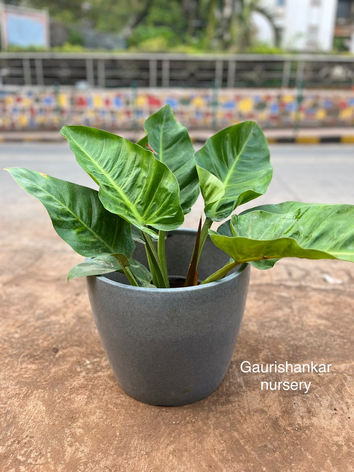 Philodendron Plant in Grey Pot - Rental