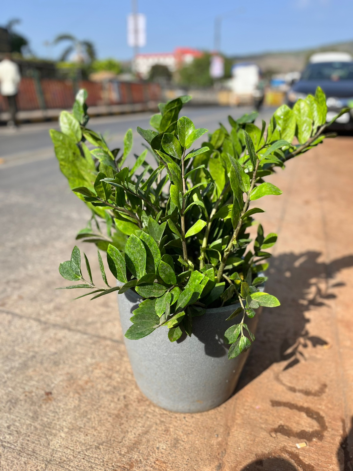 Zamioculcas Zamiifolia Plant -  Rental