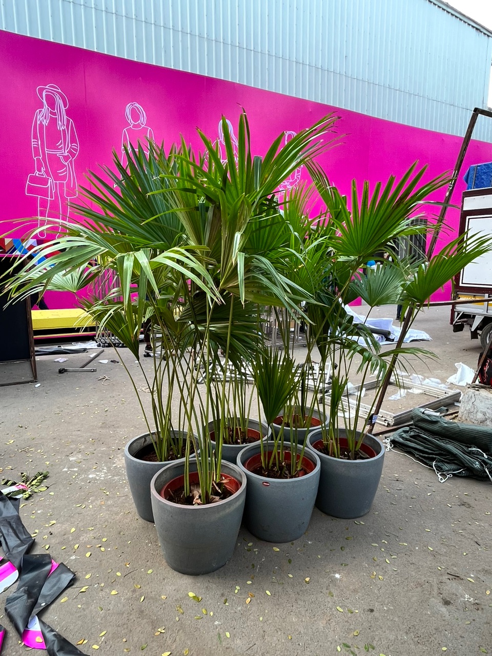 Potted palm plant set - Rental 