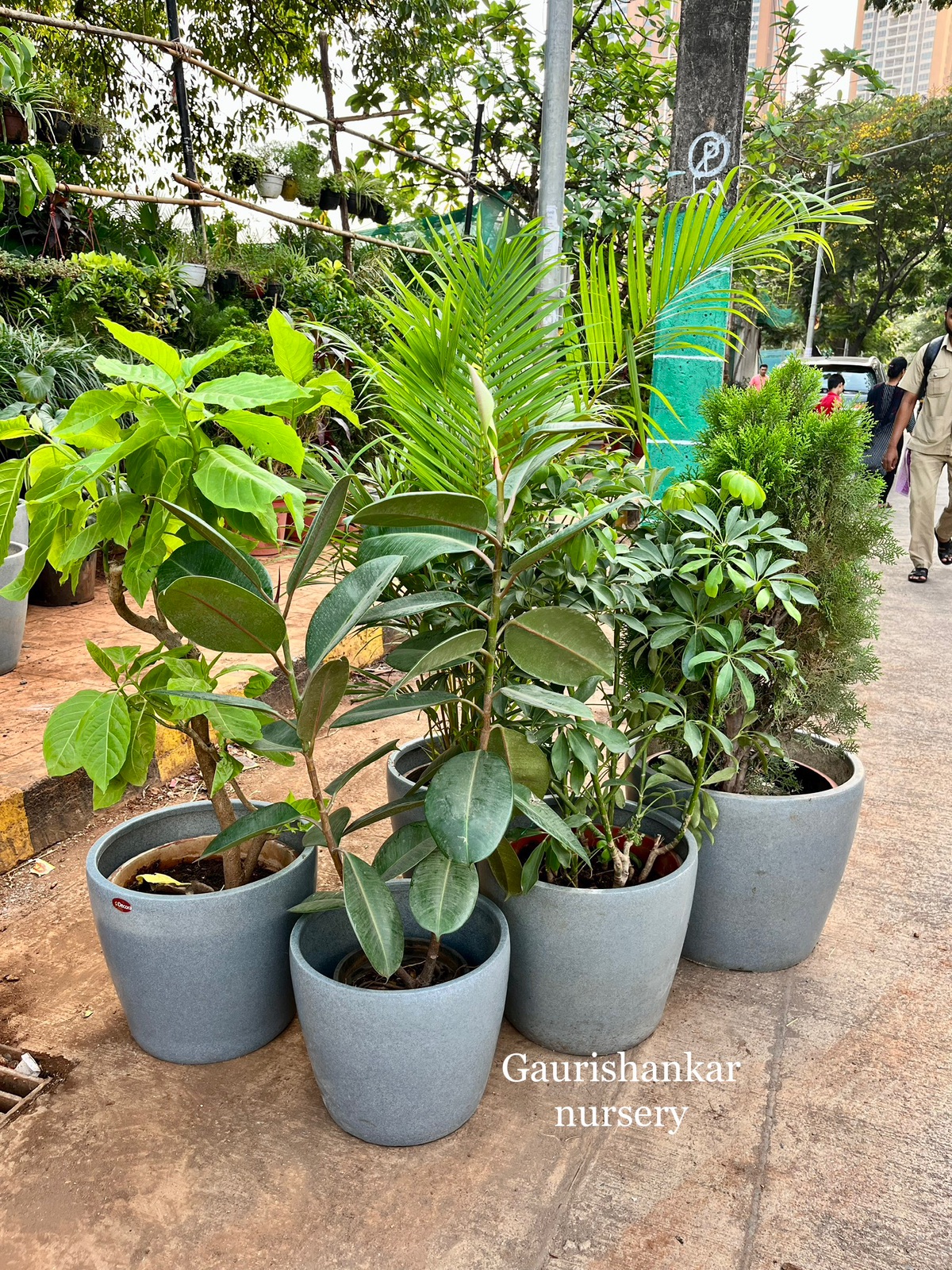 Potted Ornamental Plants Set - Rental 
