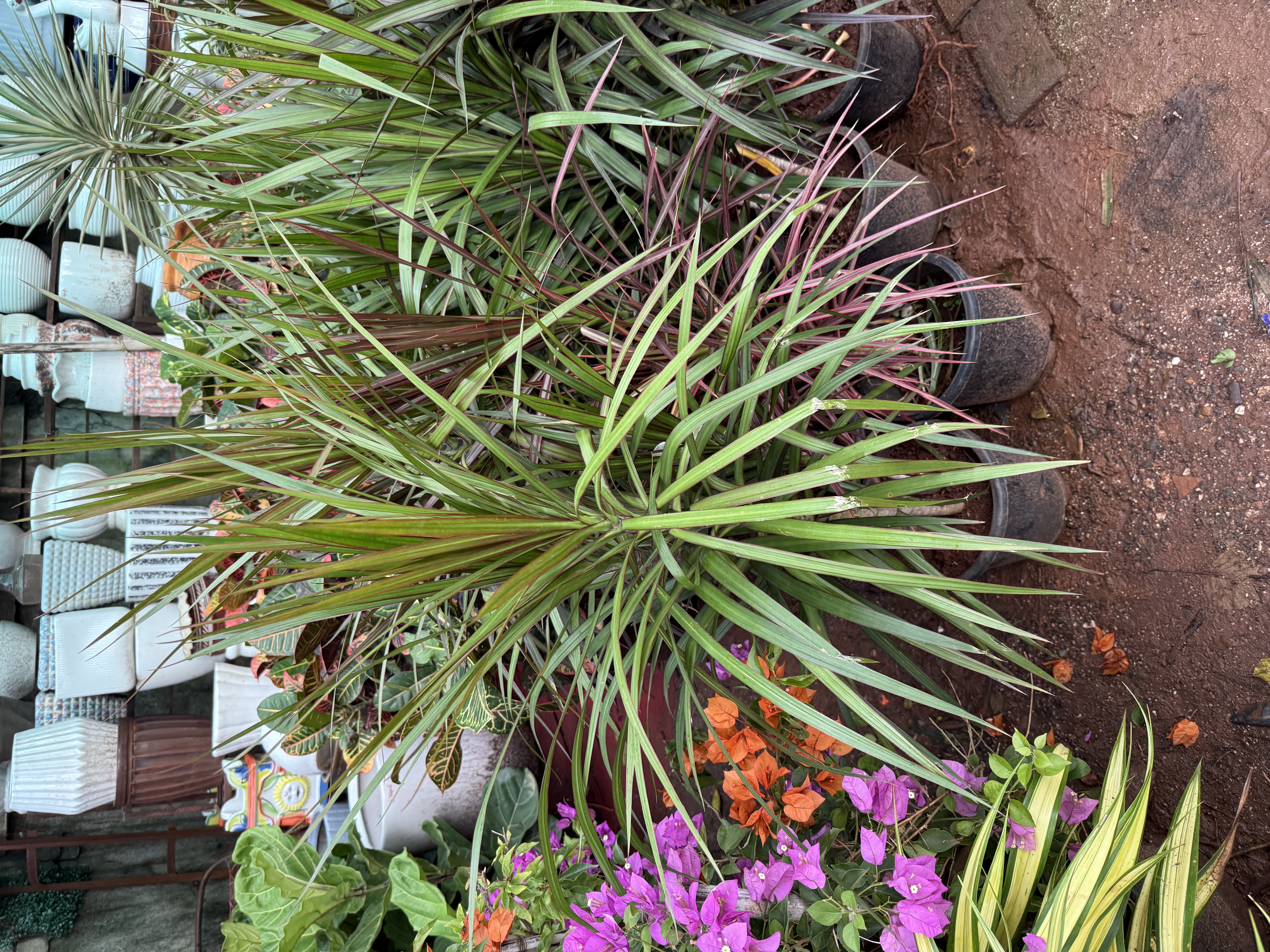 Dracaena Marginata Plant - Rental 