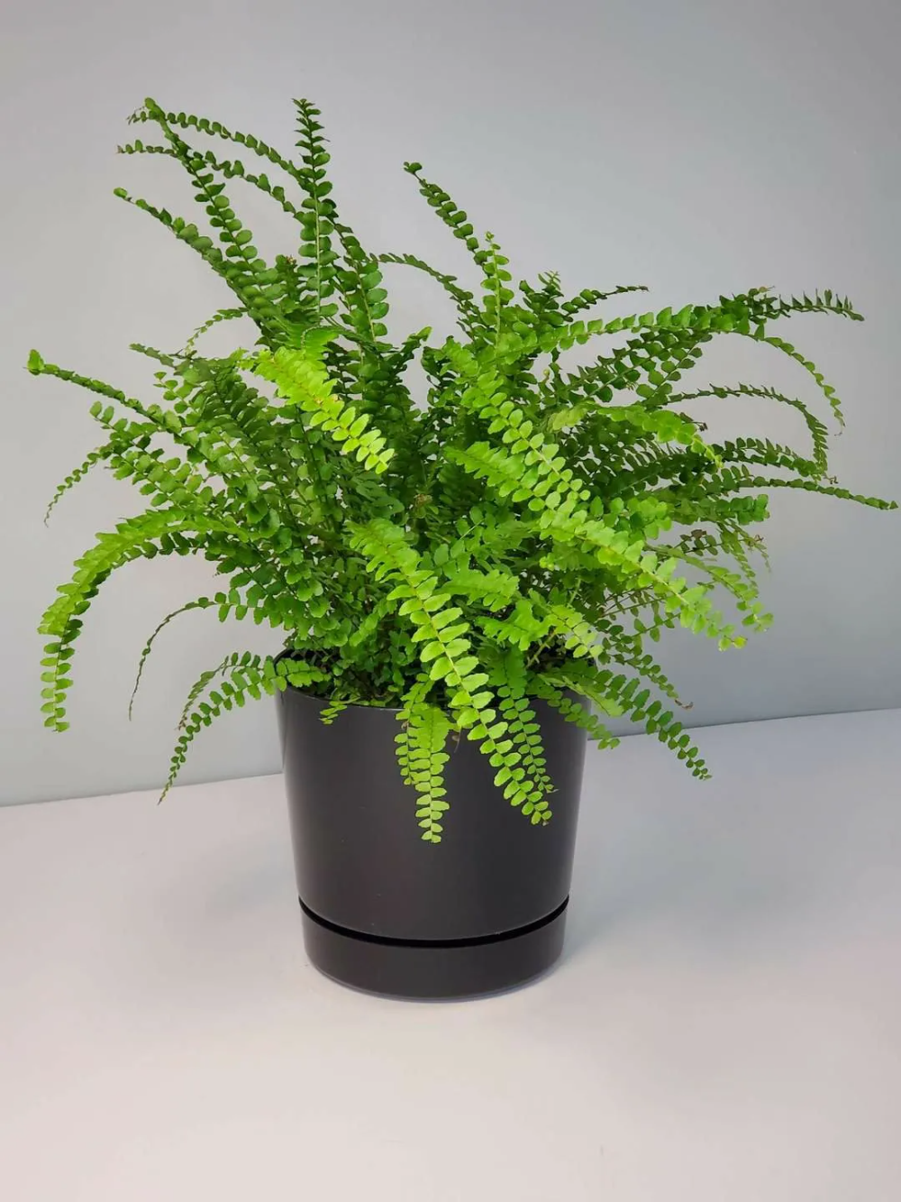 Boston Fern Plant - Rental