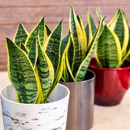 Snake Plant (Sansevieria trifasciata)  - Rental 
