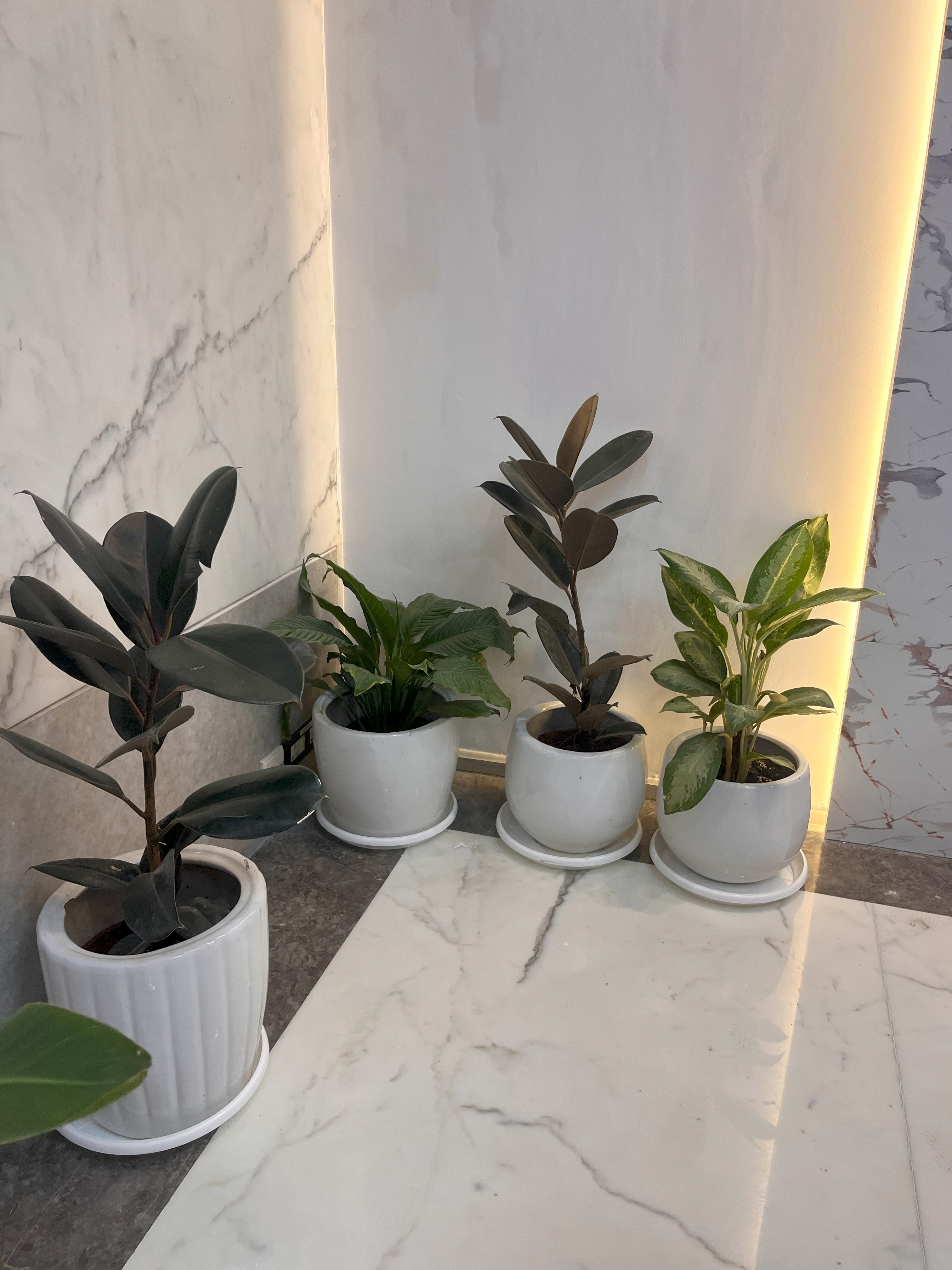 Indoor Potted Plants Set - Rental 