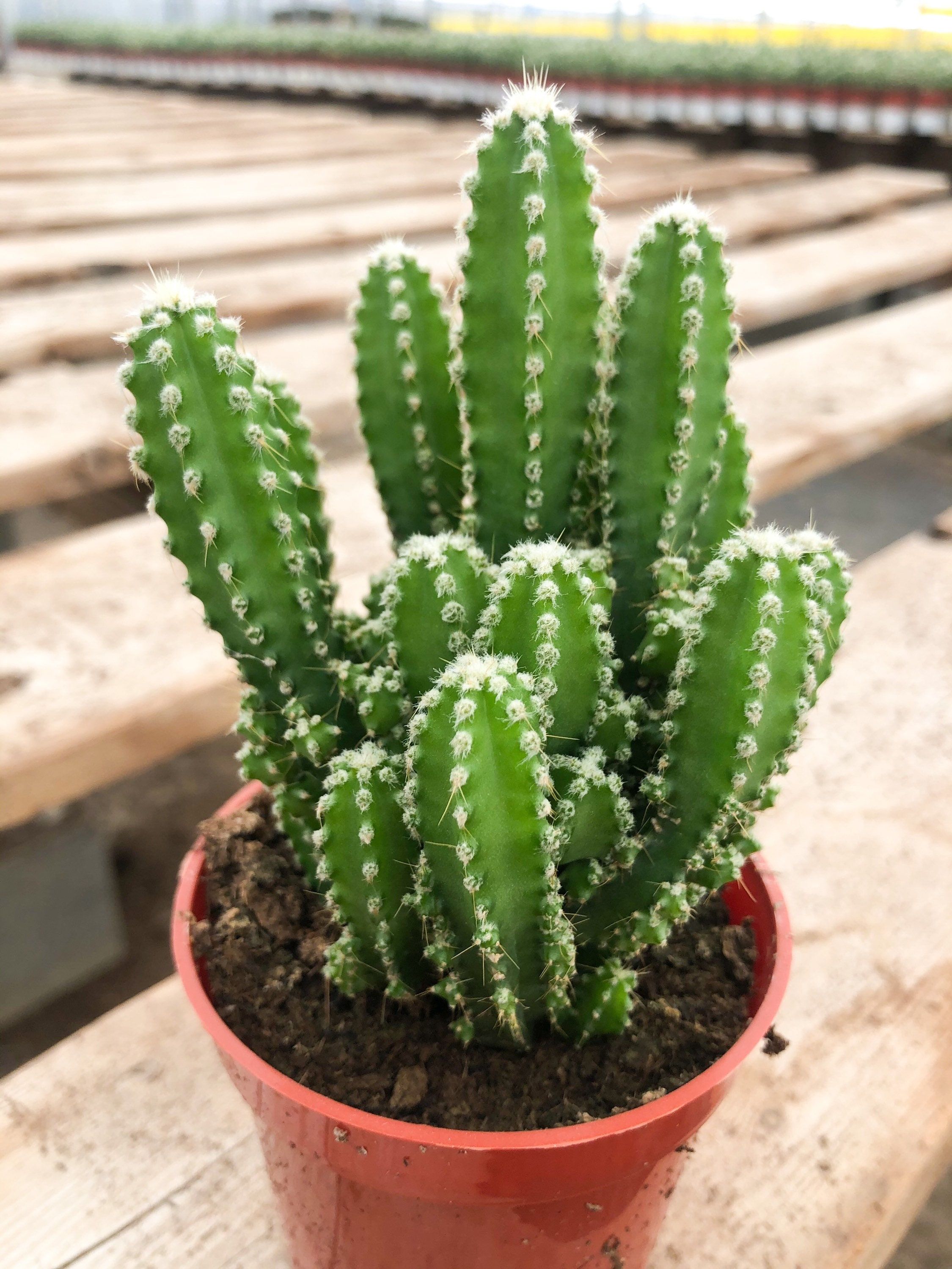 Potted Cactus Plant - Rental