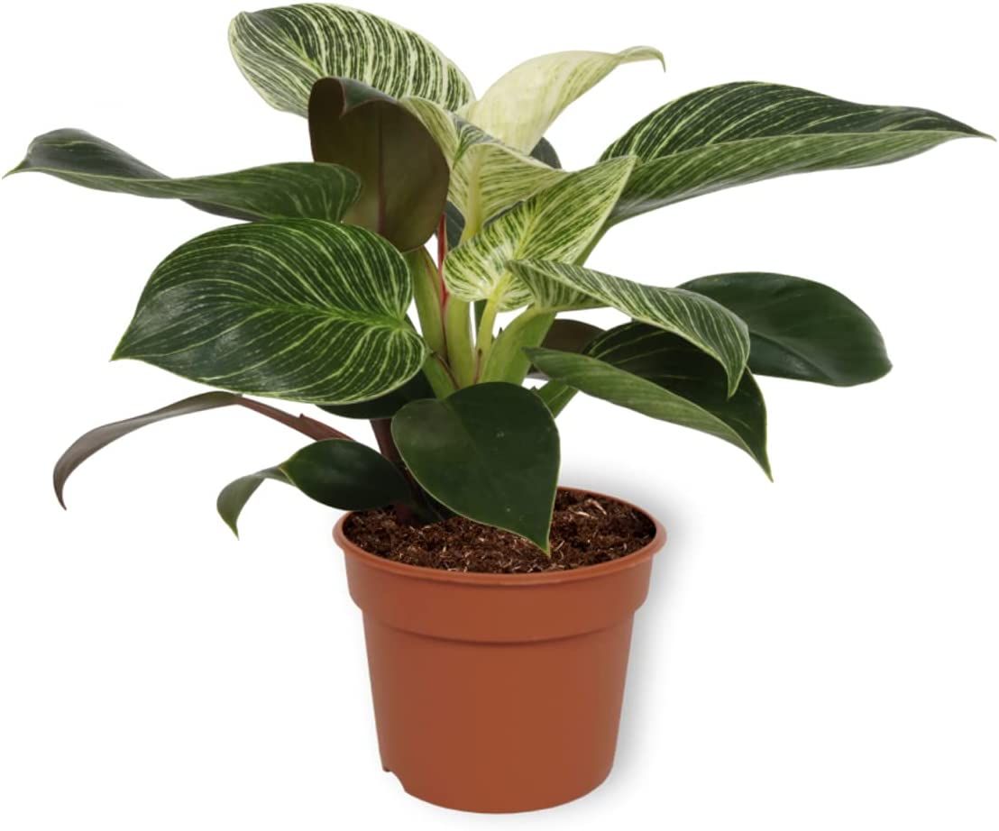 Philodendron Birkin - Rental 