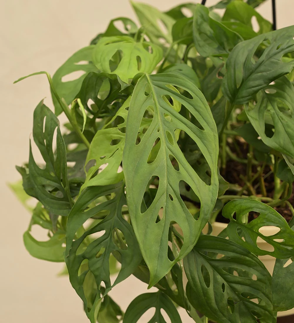 Monstera Adansonii - Rental