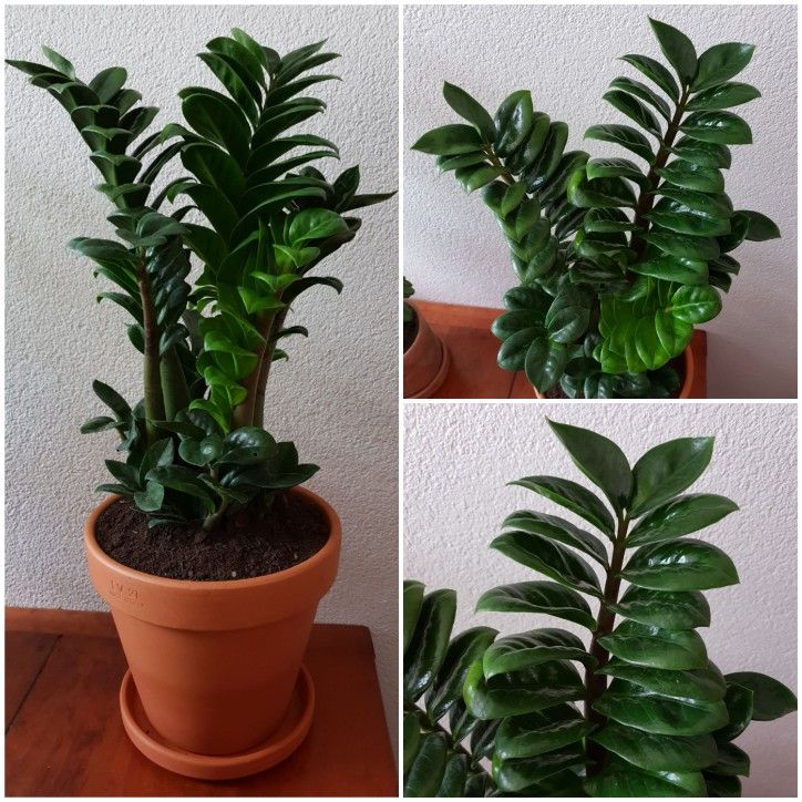 Zamioculcas zamiifolia (ZZ Plant) - Retnal