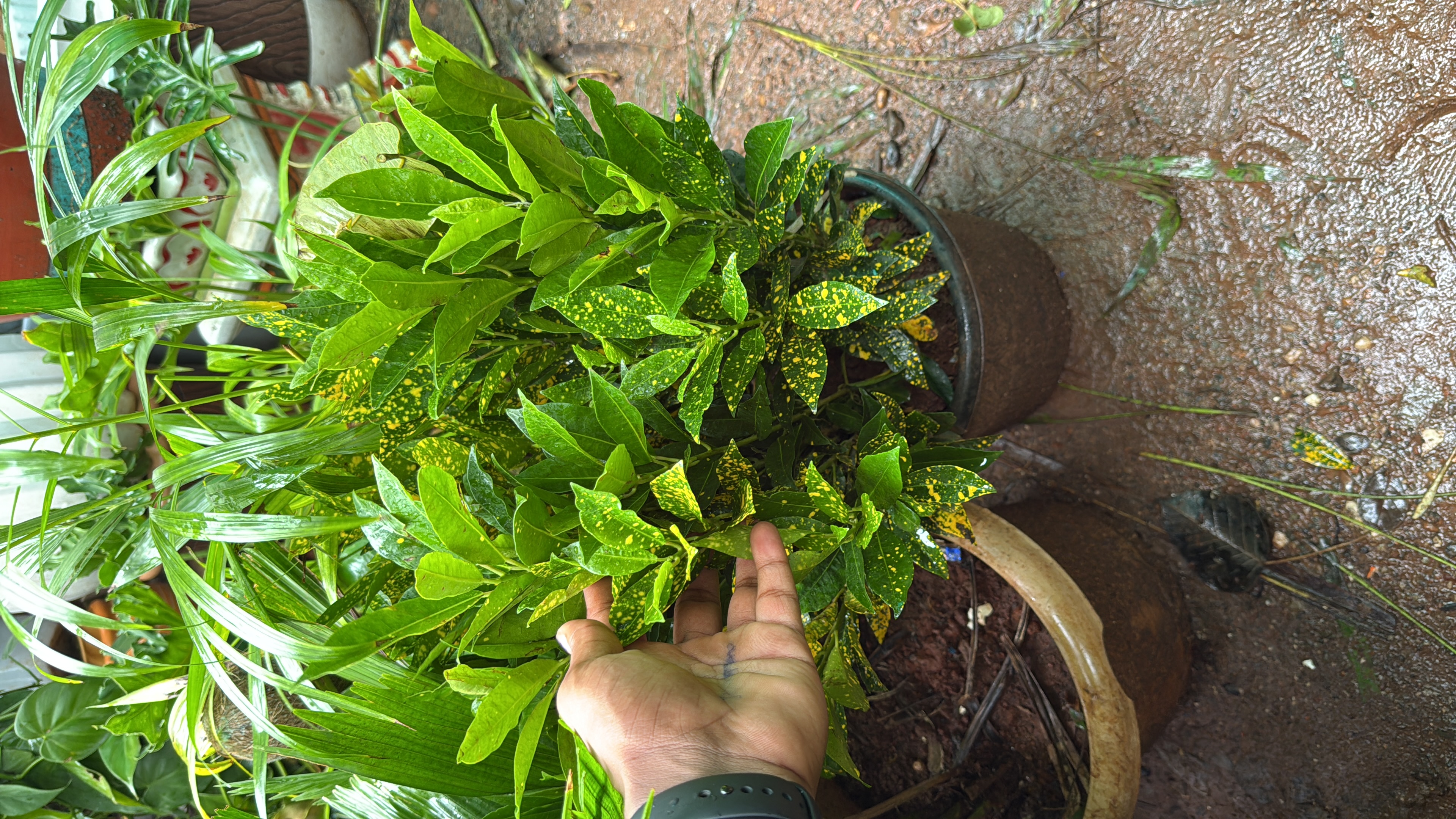Potted Croton Plant - Rental 
