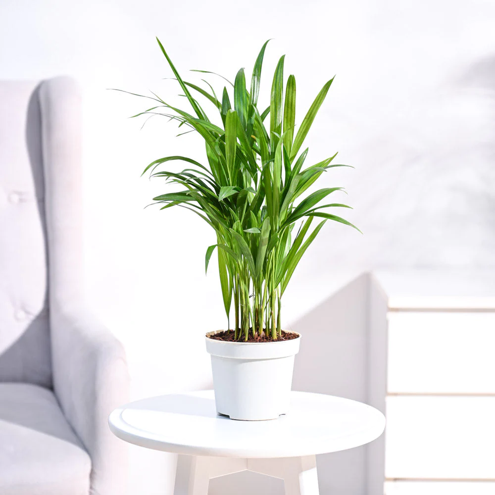 Areca Palm Houseplant - Rental