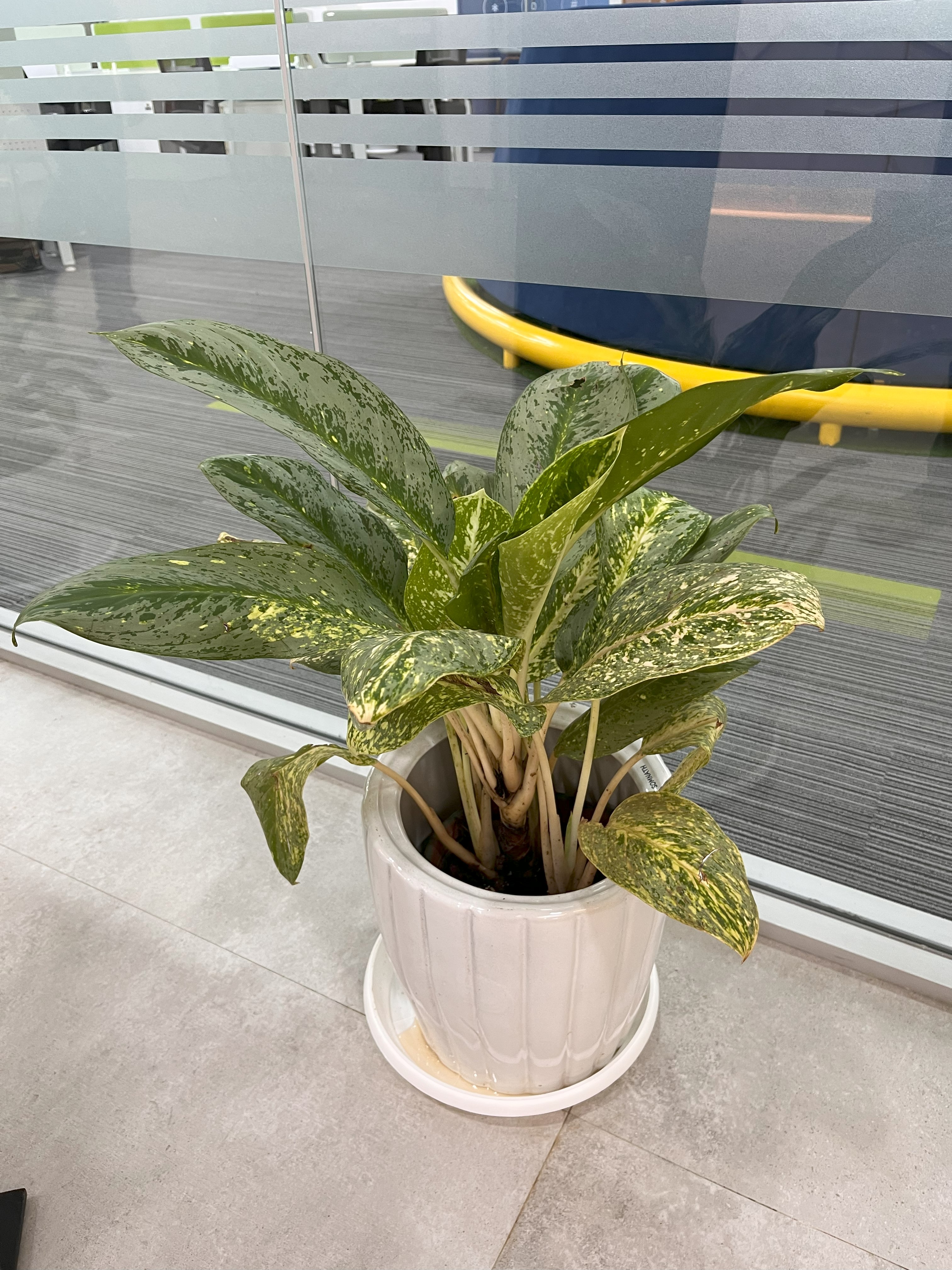Aglaonema Indoor Plant - Rental