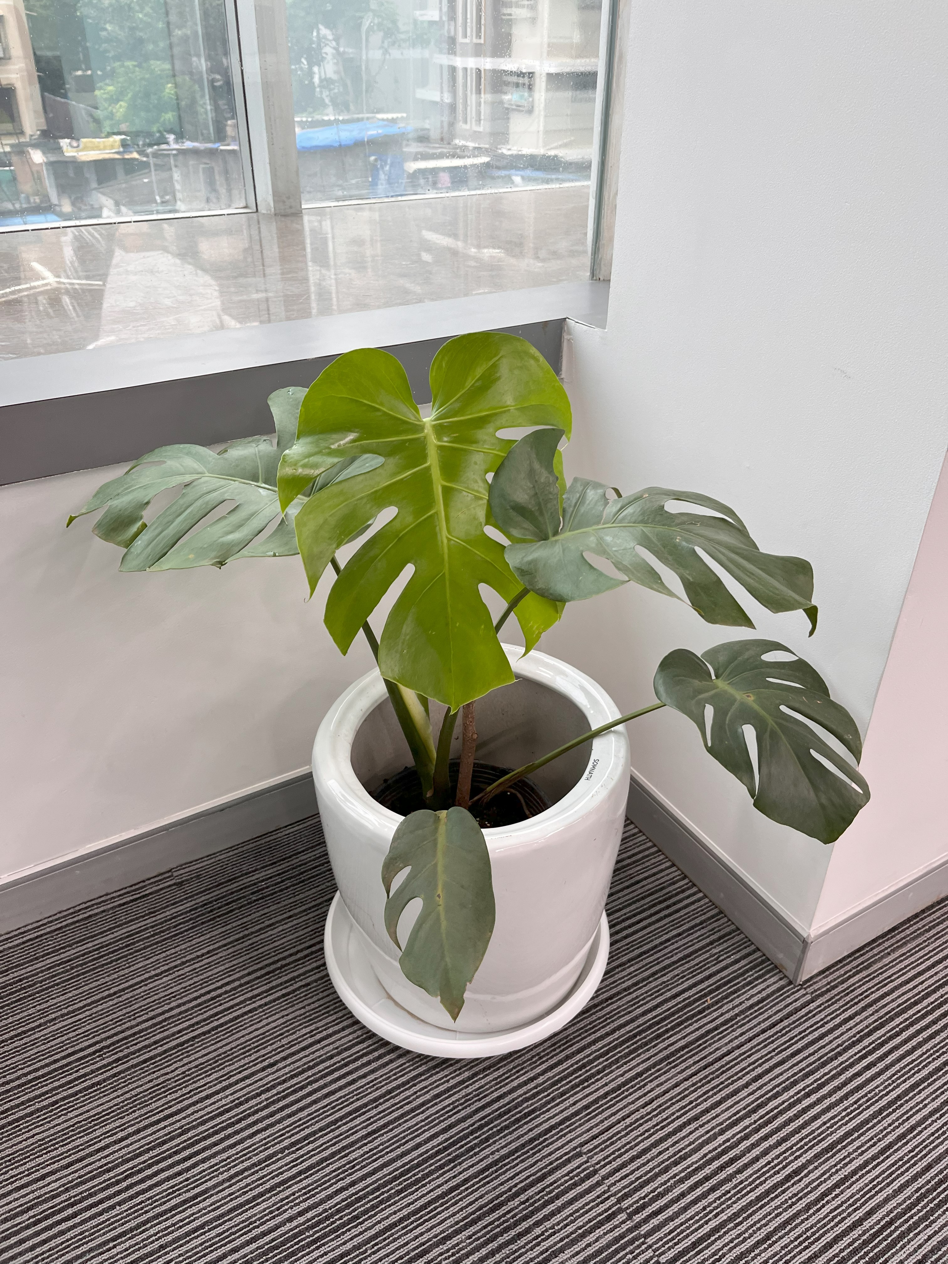 Monstera Deliciosa Plant - Rental 