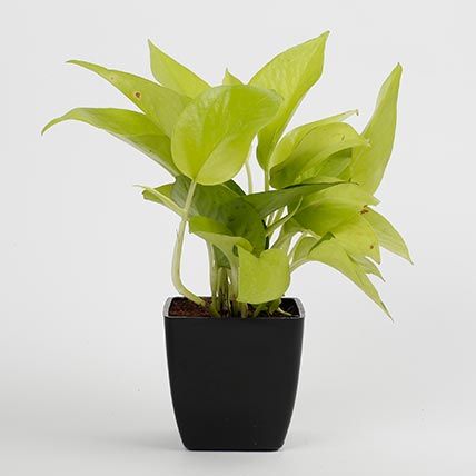 Golden Pothos Plant - Rental 