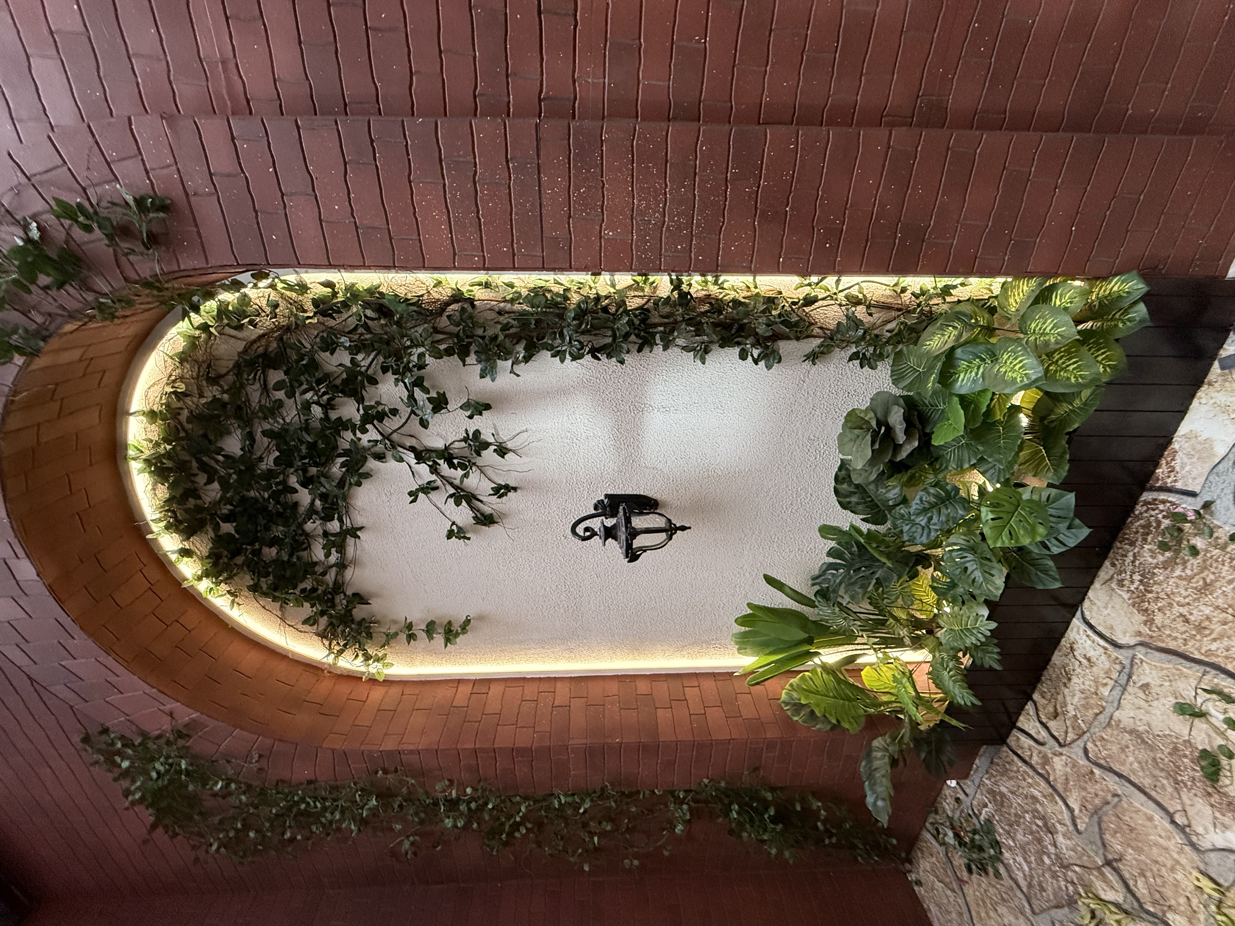 Decorative Wall Creeper Plants - Rental