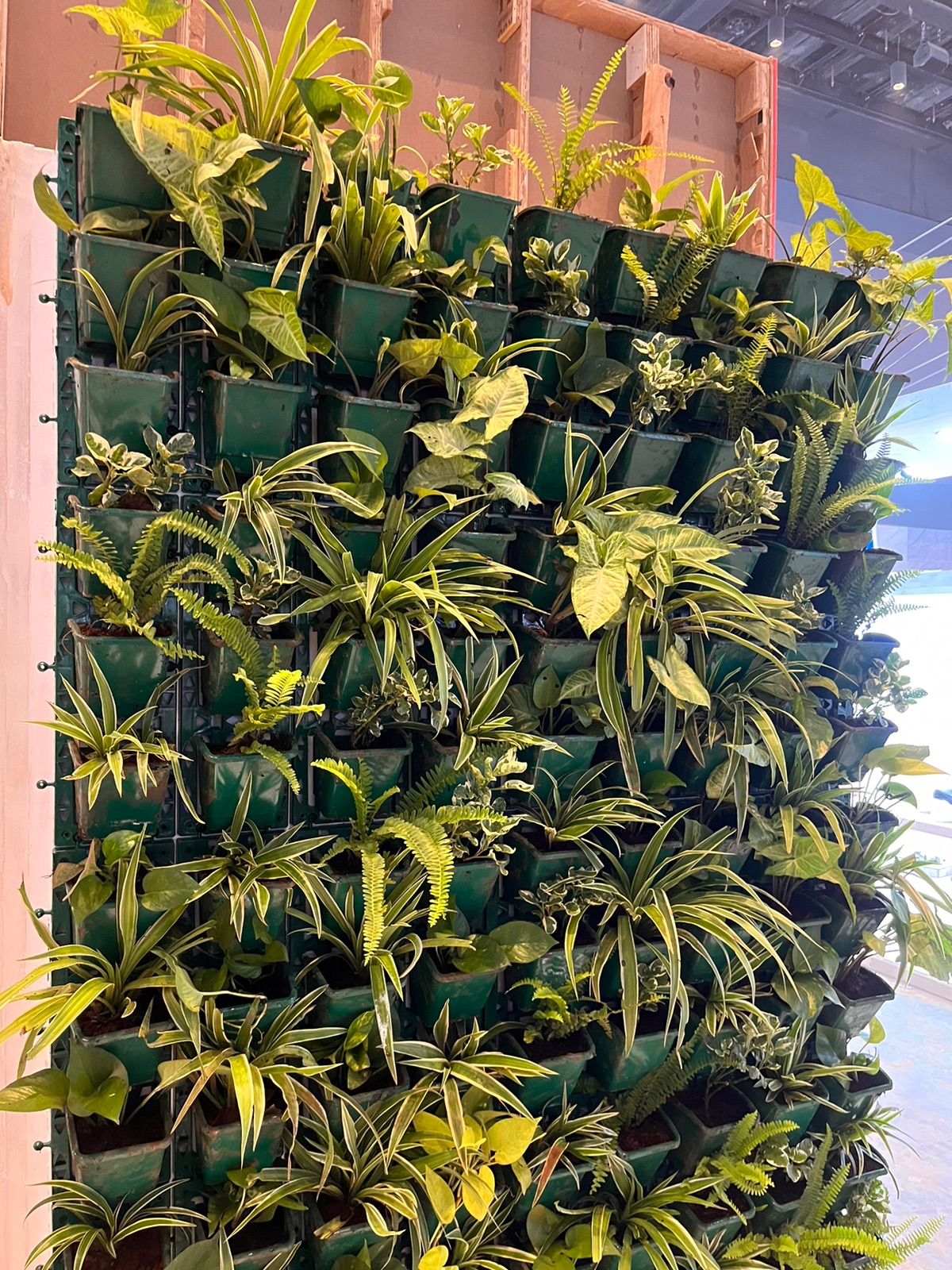 Indoor And Outdoor Plants - Rental