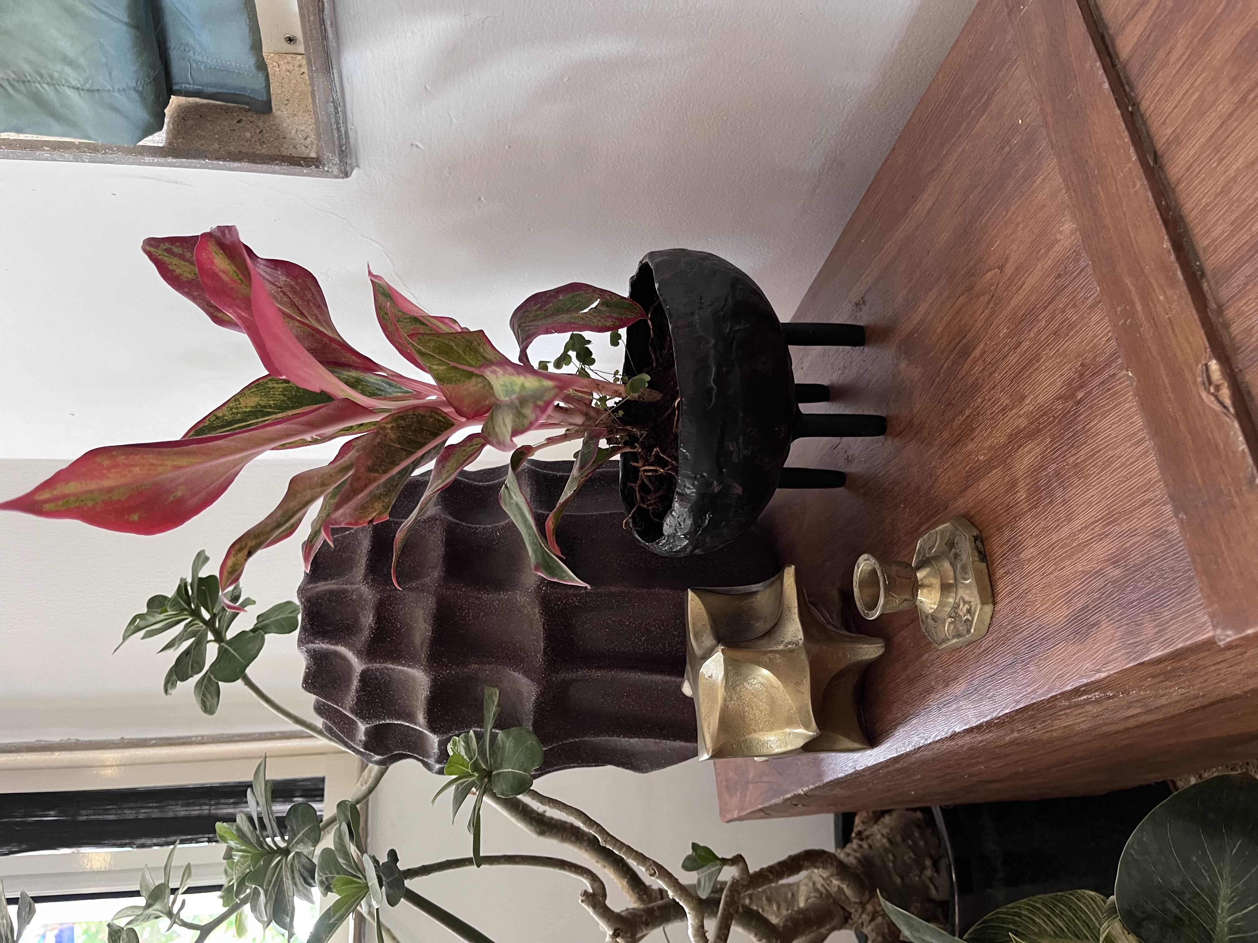 Red Aglaonema in Modern Black Planter - Rental