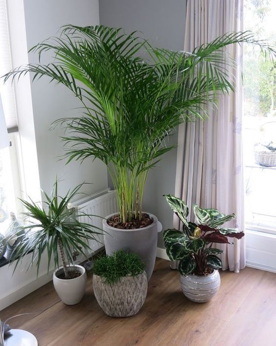 Indoor Plant Set - Rental