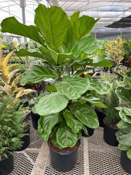 Fiddle Leaf Fig Plant - Rental