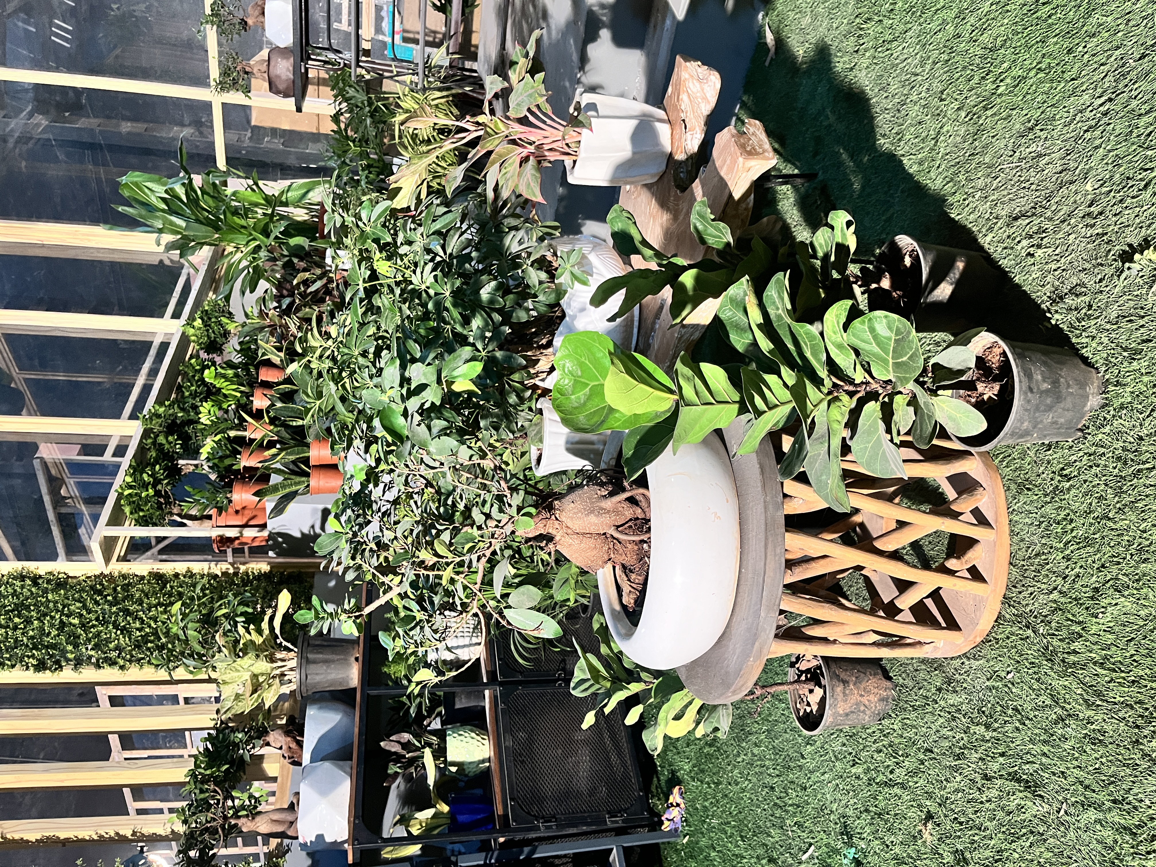 Fiddle Leaf Fig Plant in Ceramic Pot - Rental