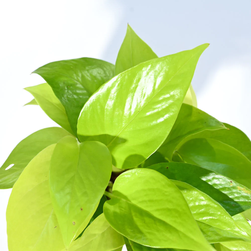 Golden Pothos Plant - Rental