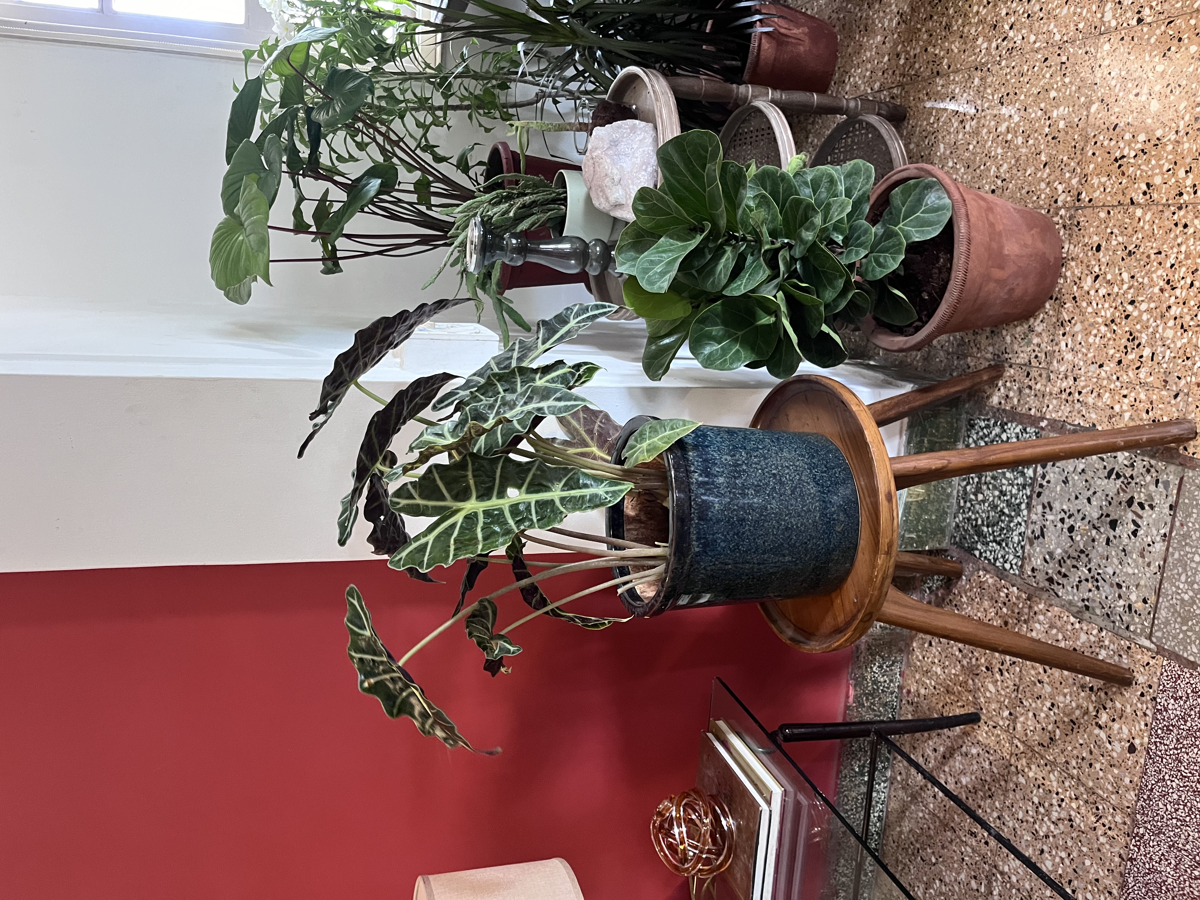 Alocasia Polly Plant - Rental