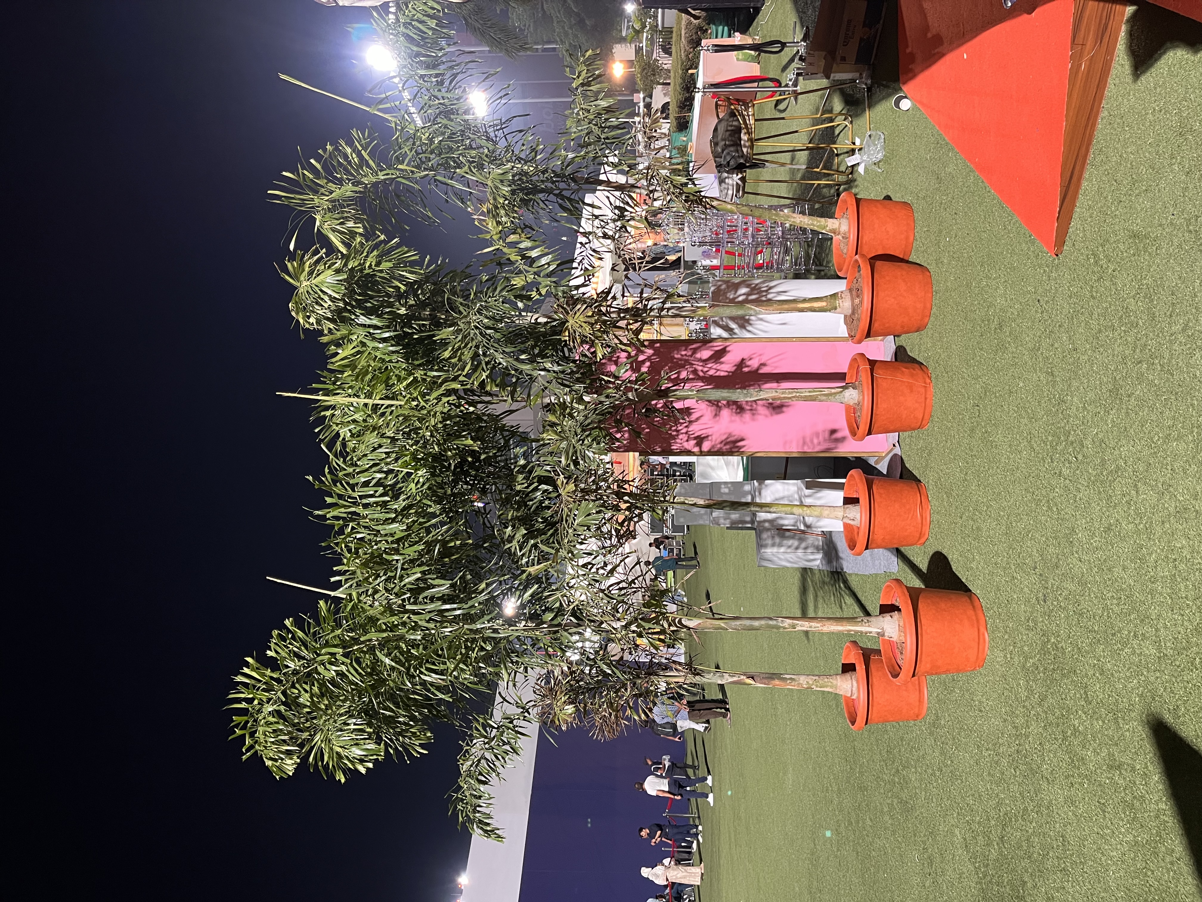 Outdoor Potted Palm Trees - Rental 