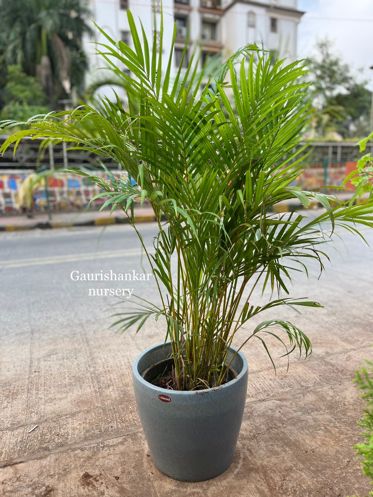 Areca Palm Plant - Rental