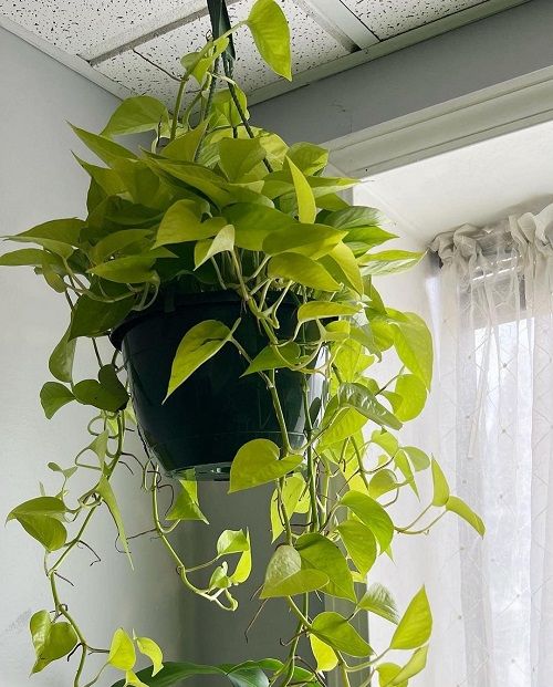 Golden Pothos Hanging Plant - Rental 
