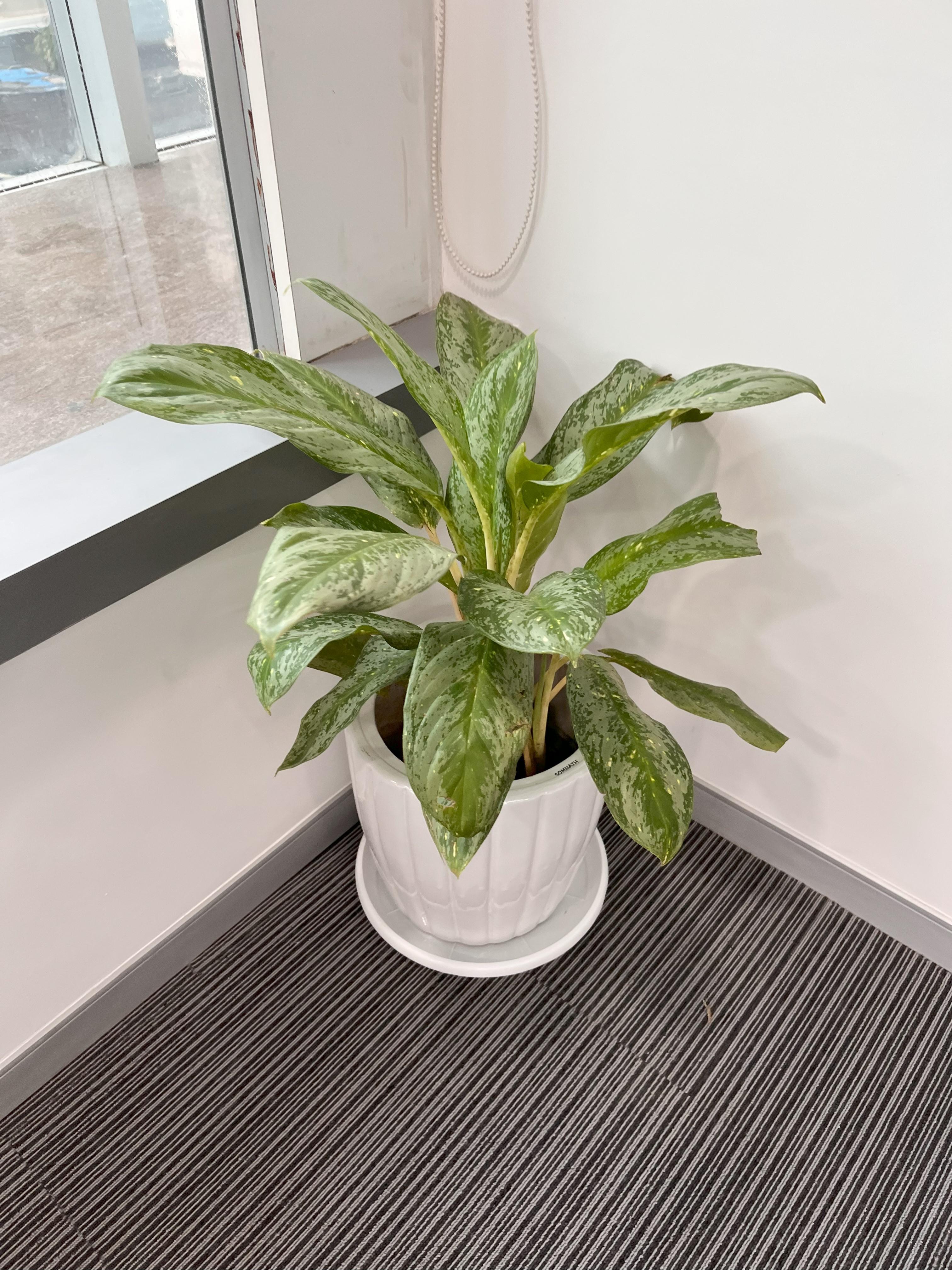 Indoor Potted Plant - Rental