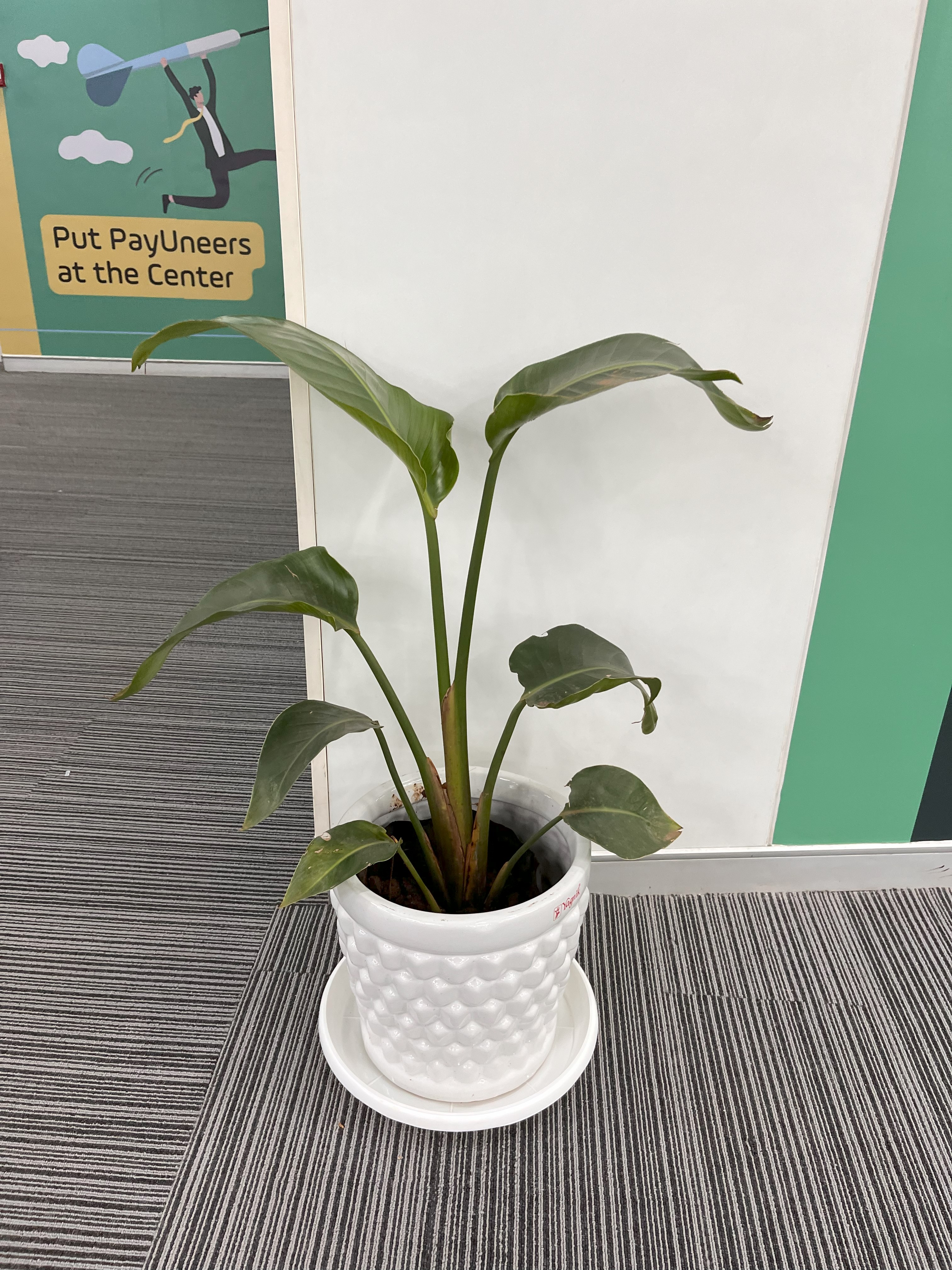 Indoor Green Plant in White Pot - Rental