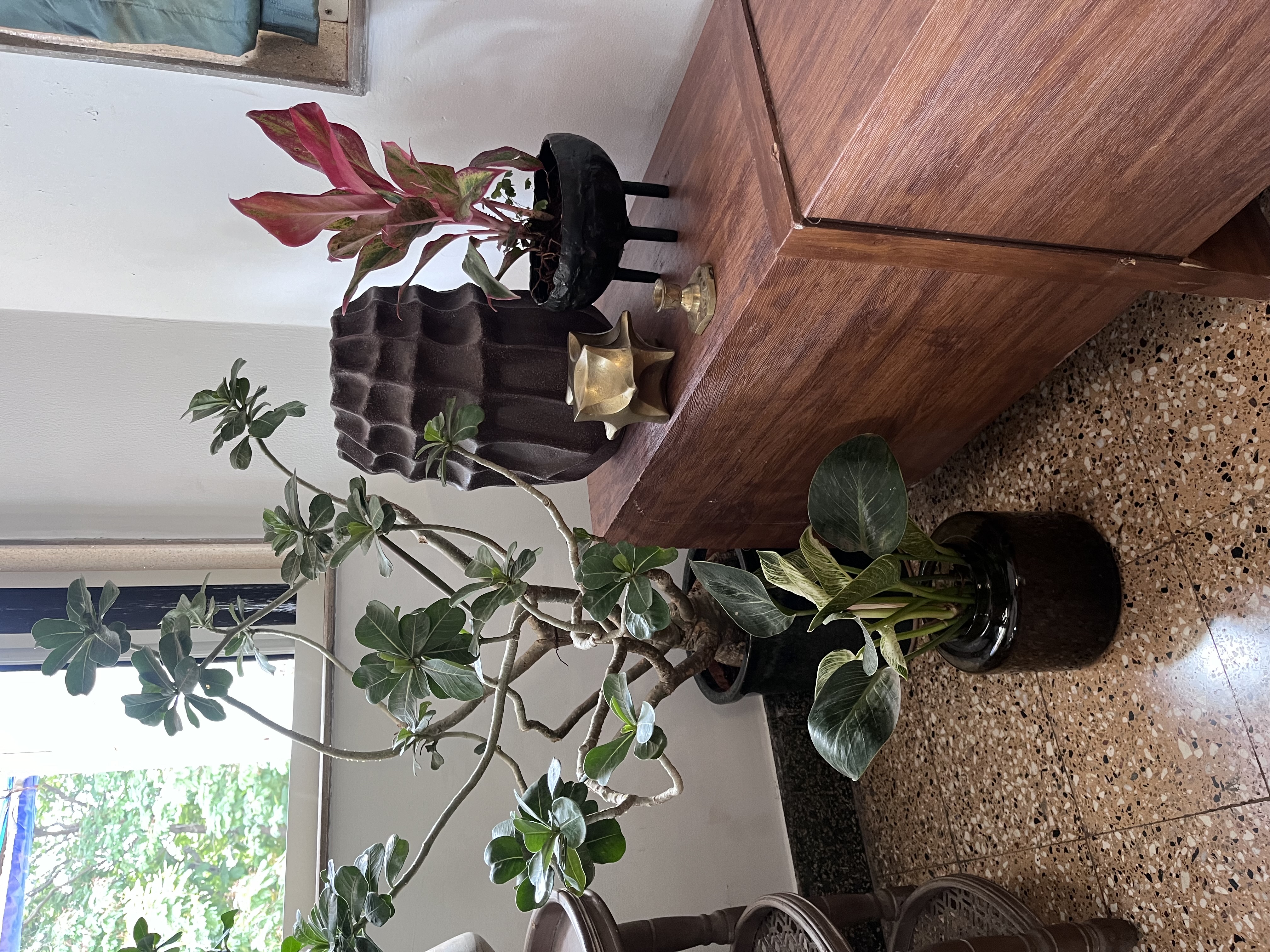 Indoor Plants - Rental