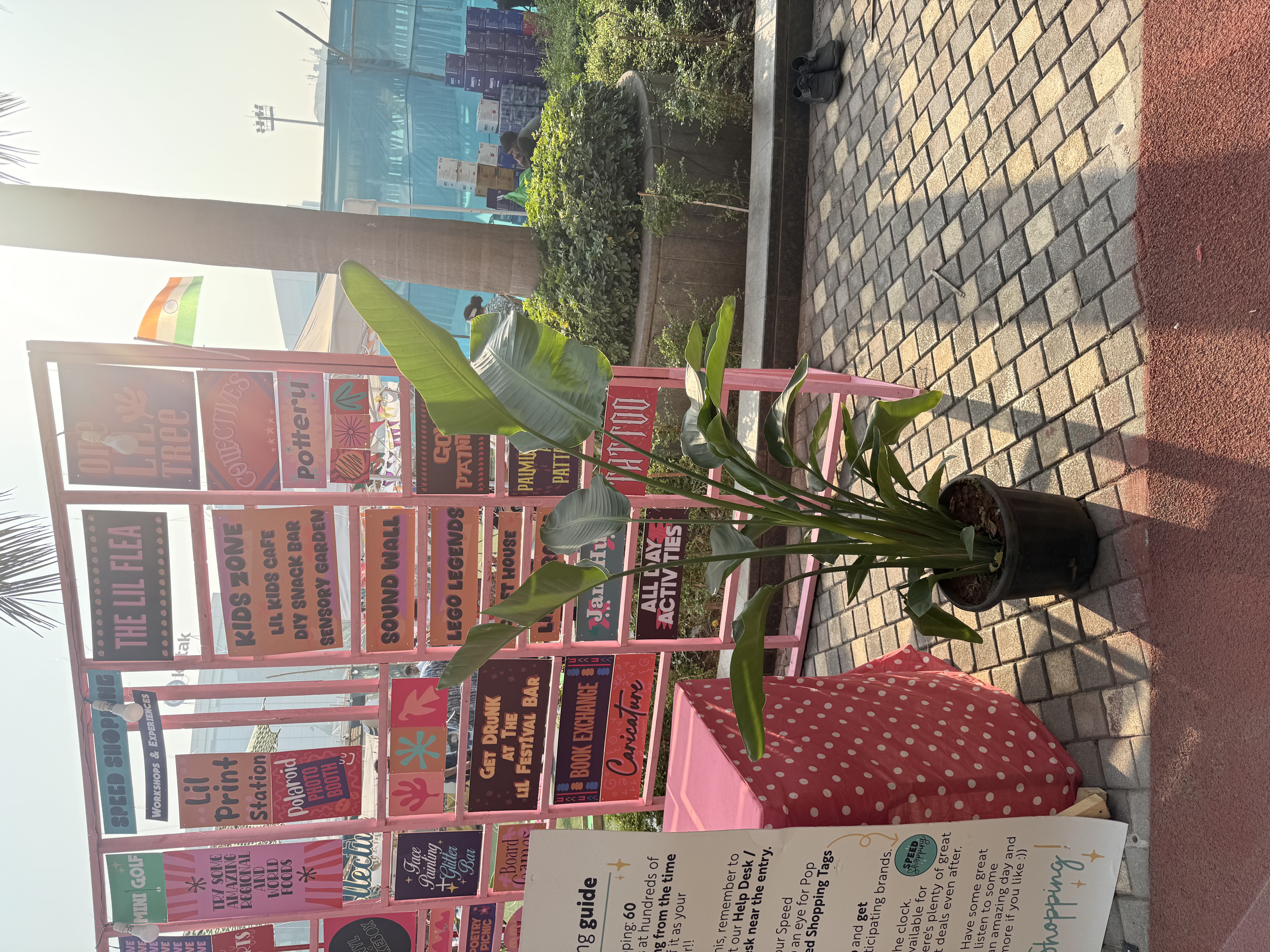 Potted Tropical Plant - Rental