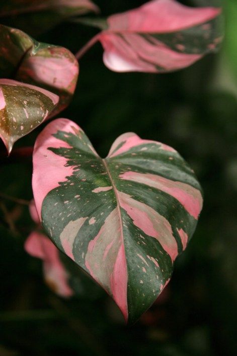 Pink Princess Philodendron - Rental
