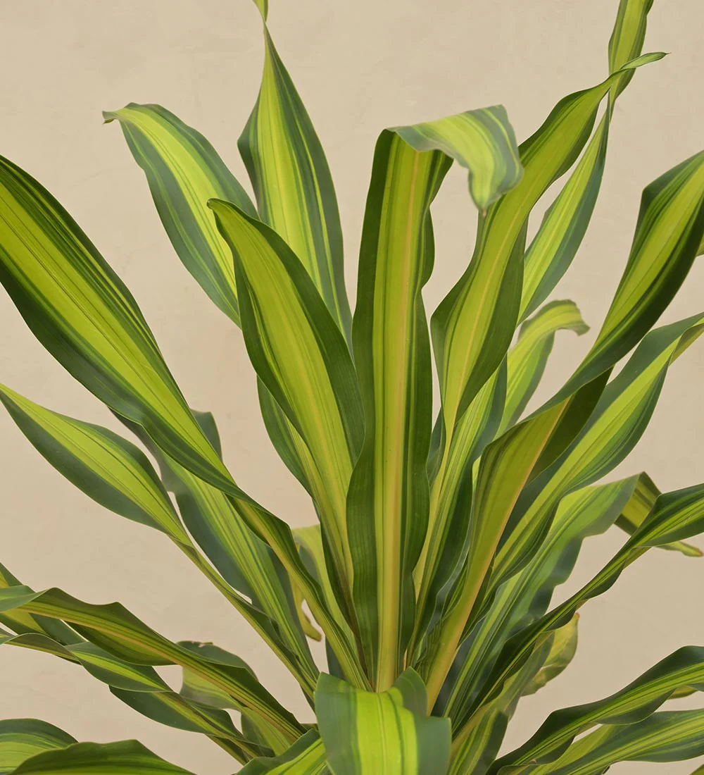 Dracaena Fragrans - Rental