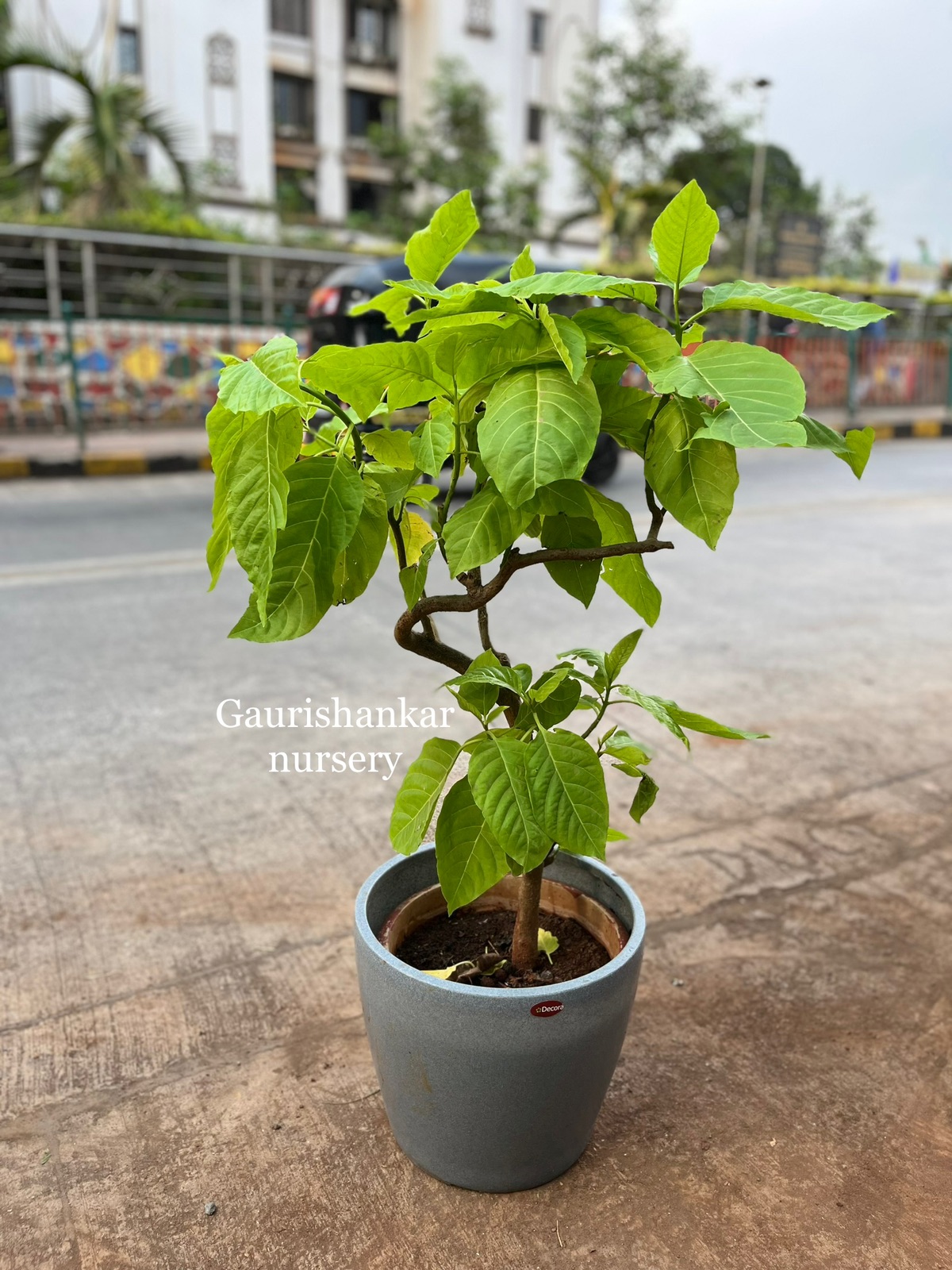 Ficus Plant in Grey Pot - Rental 