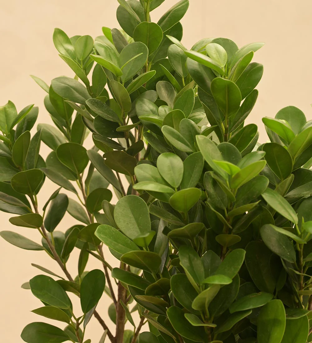 Boxwood Plant - Rental
