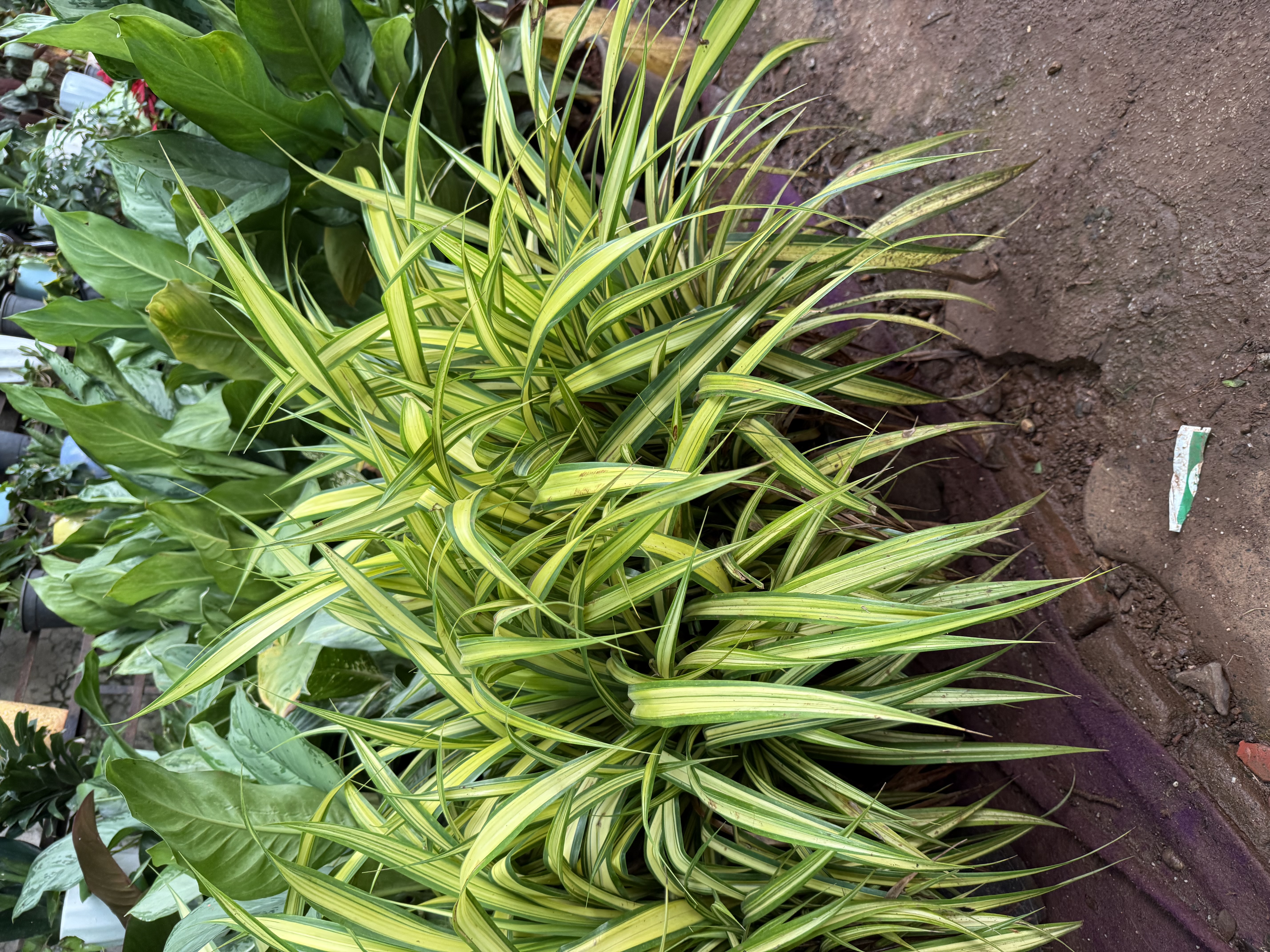 Spider Plant - Rental