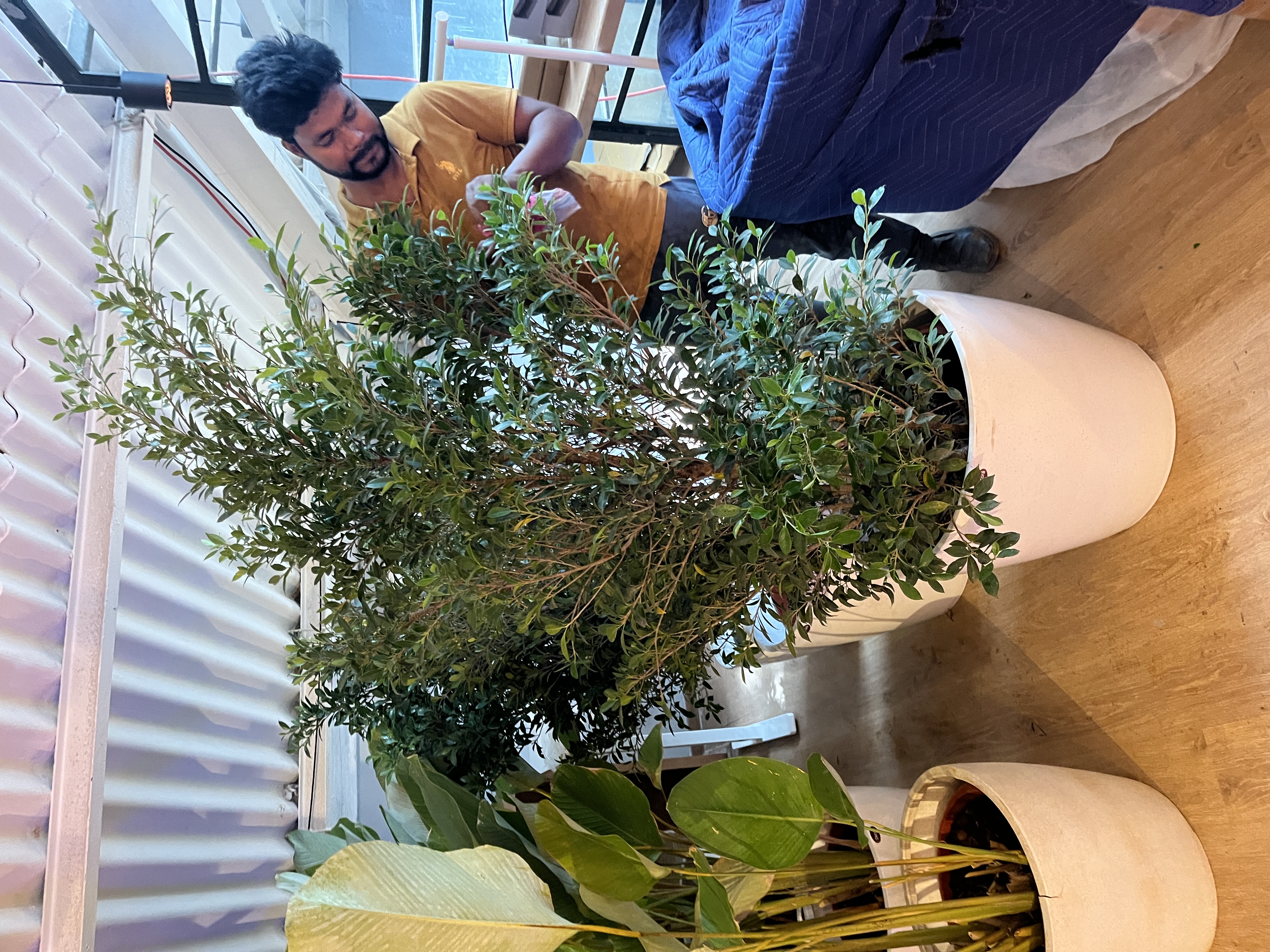 Large Potted Indoor Plant - Rental 