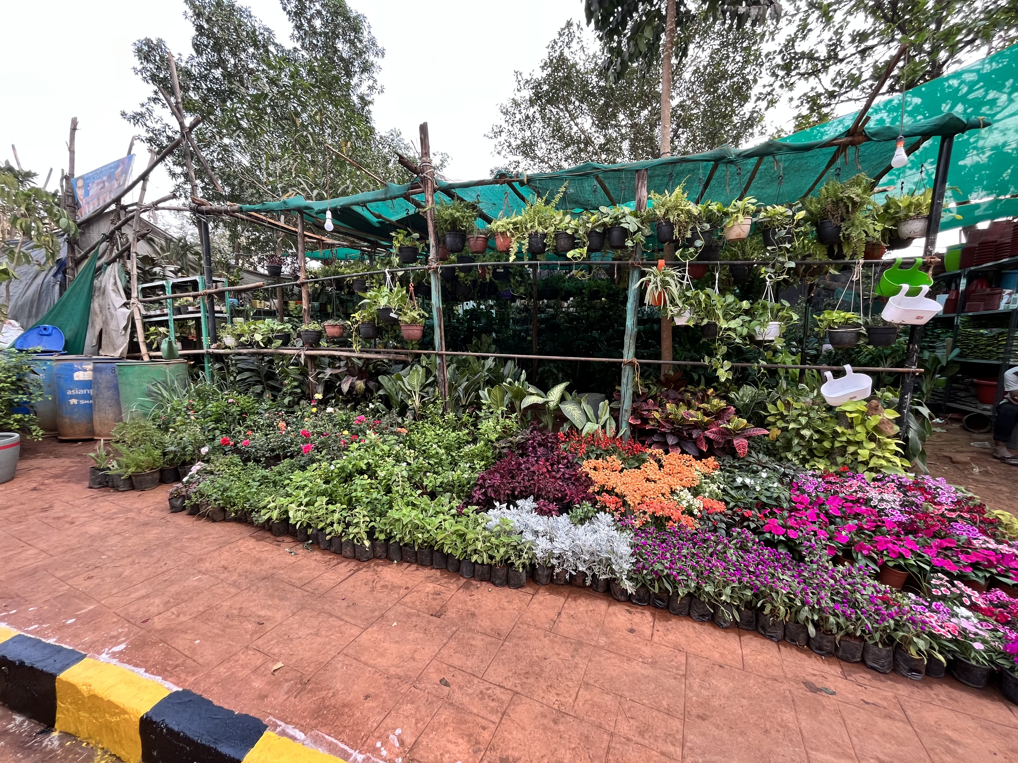 Flowering Potted Plants Assortment - Rental
