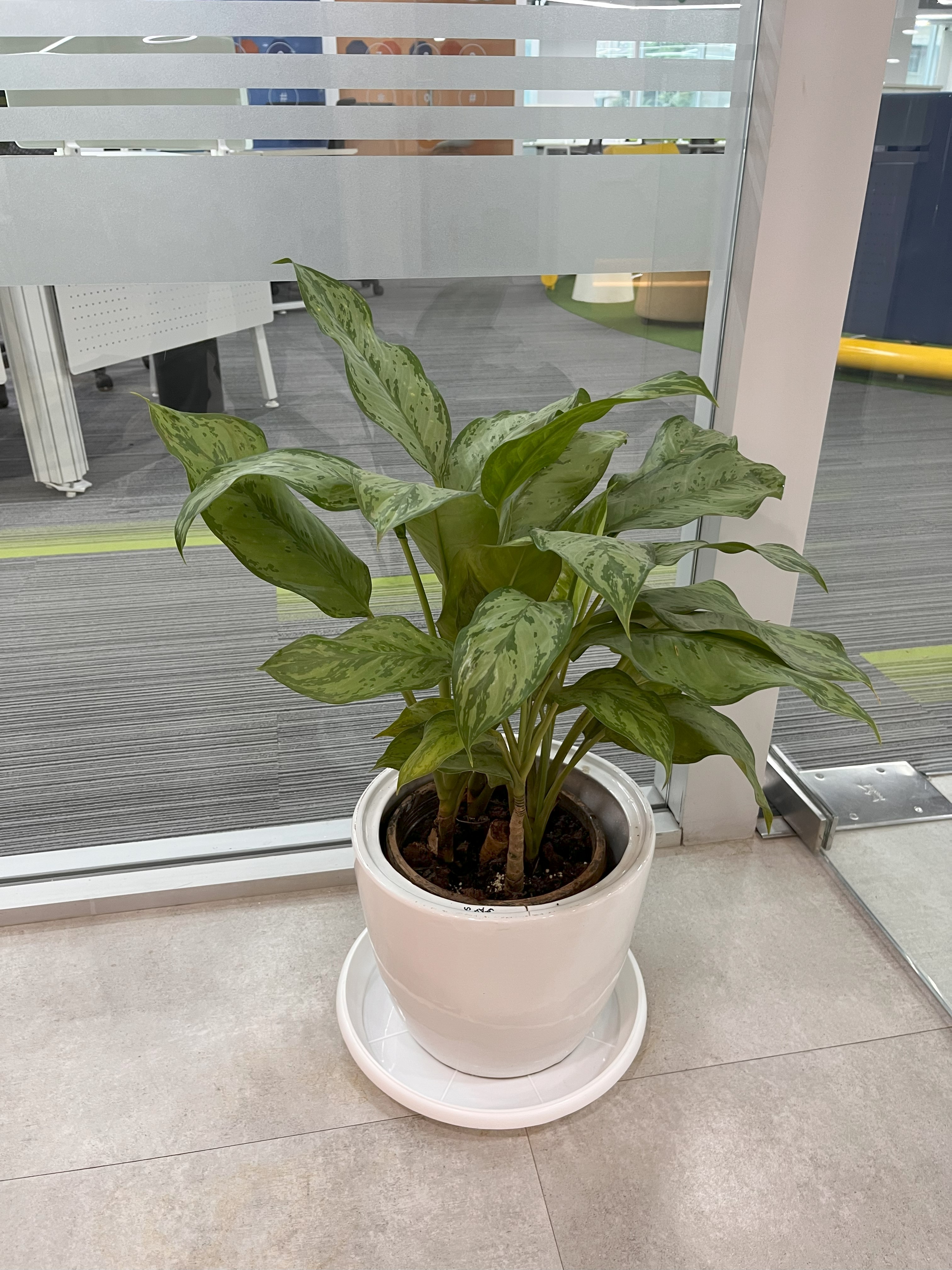Monthly Plants Rental Service For Offices - Rental